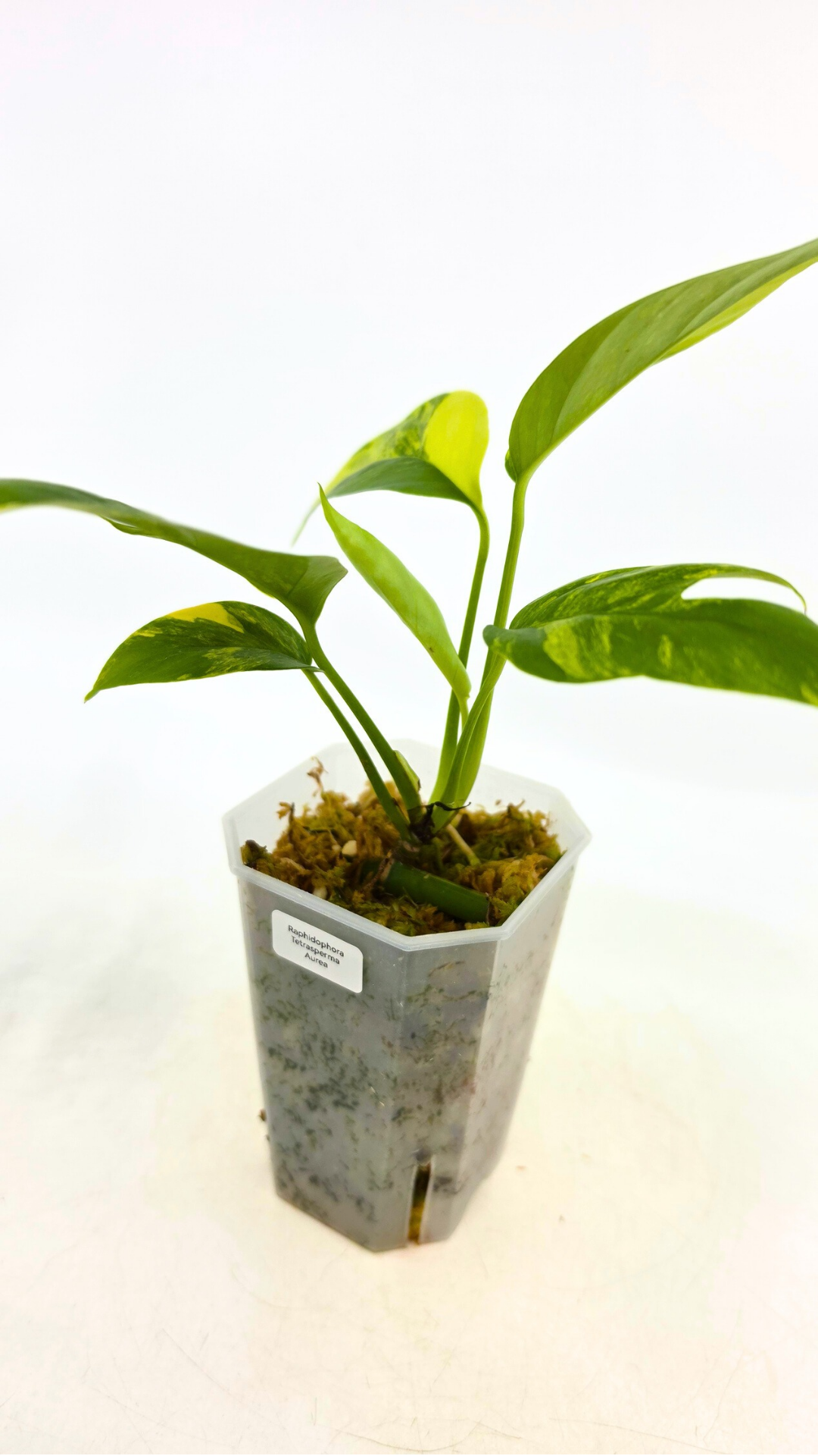 Rare indoor plant Raphidophora Tetrasperma Aurea for sale by rare plant shop The Leaf Gallery in Perth