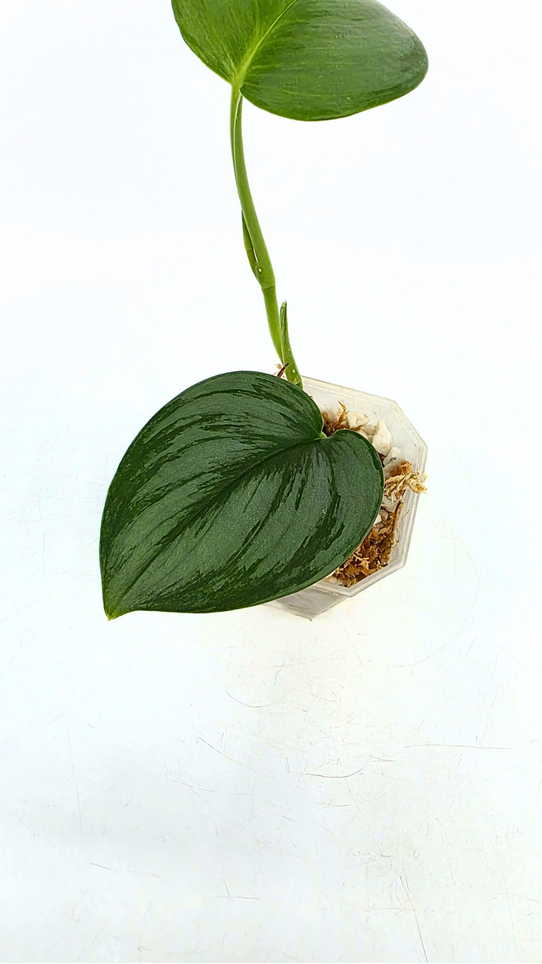 Rare indoor plant Scindapsus Treubii Moonlight available for sale at rare house plant shop The Leaf Gallery in Perth, Western Australia
