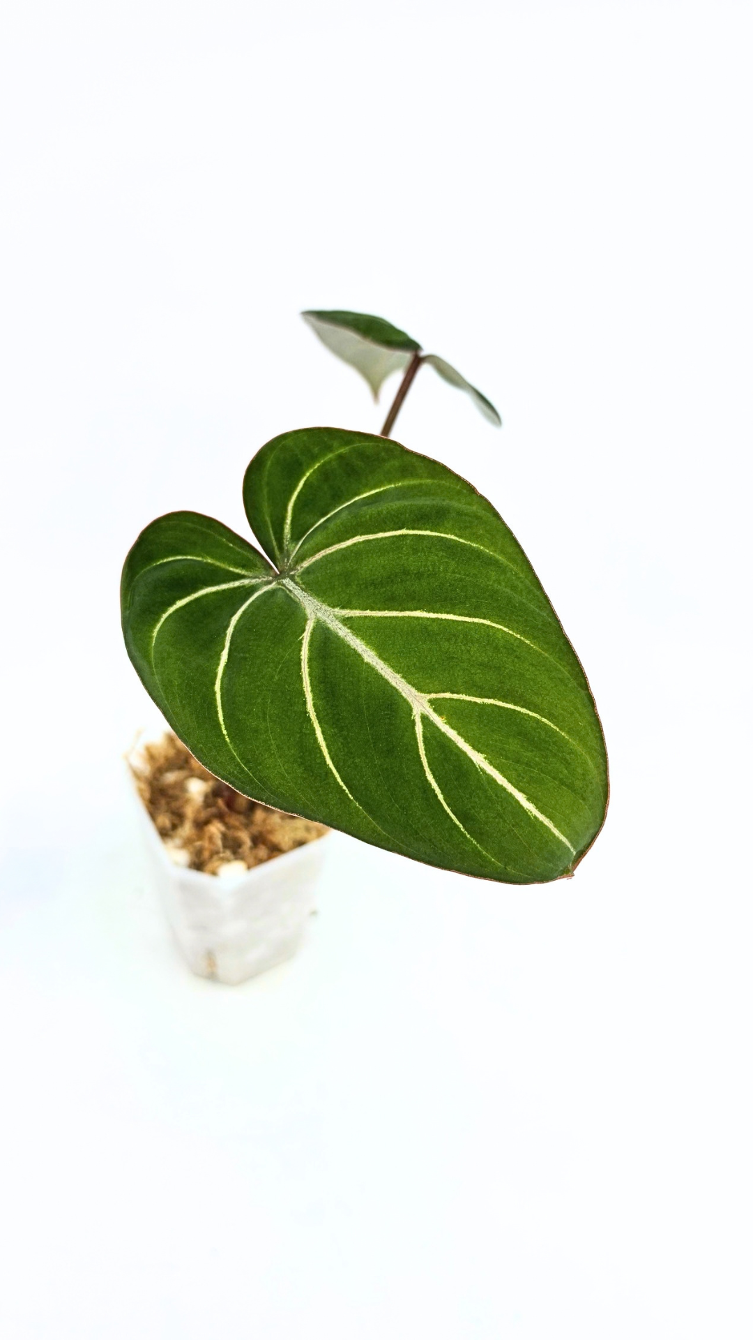 Rare indoor plant Philodendron Gloriosum Dark Form available for sale at rare house plant shop The Leaf Gallery in Perth, Western Australia