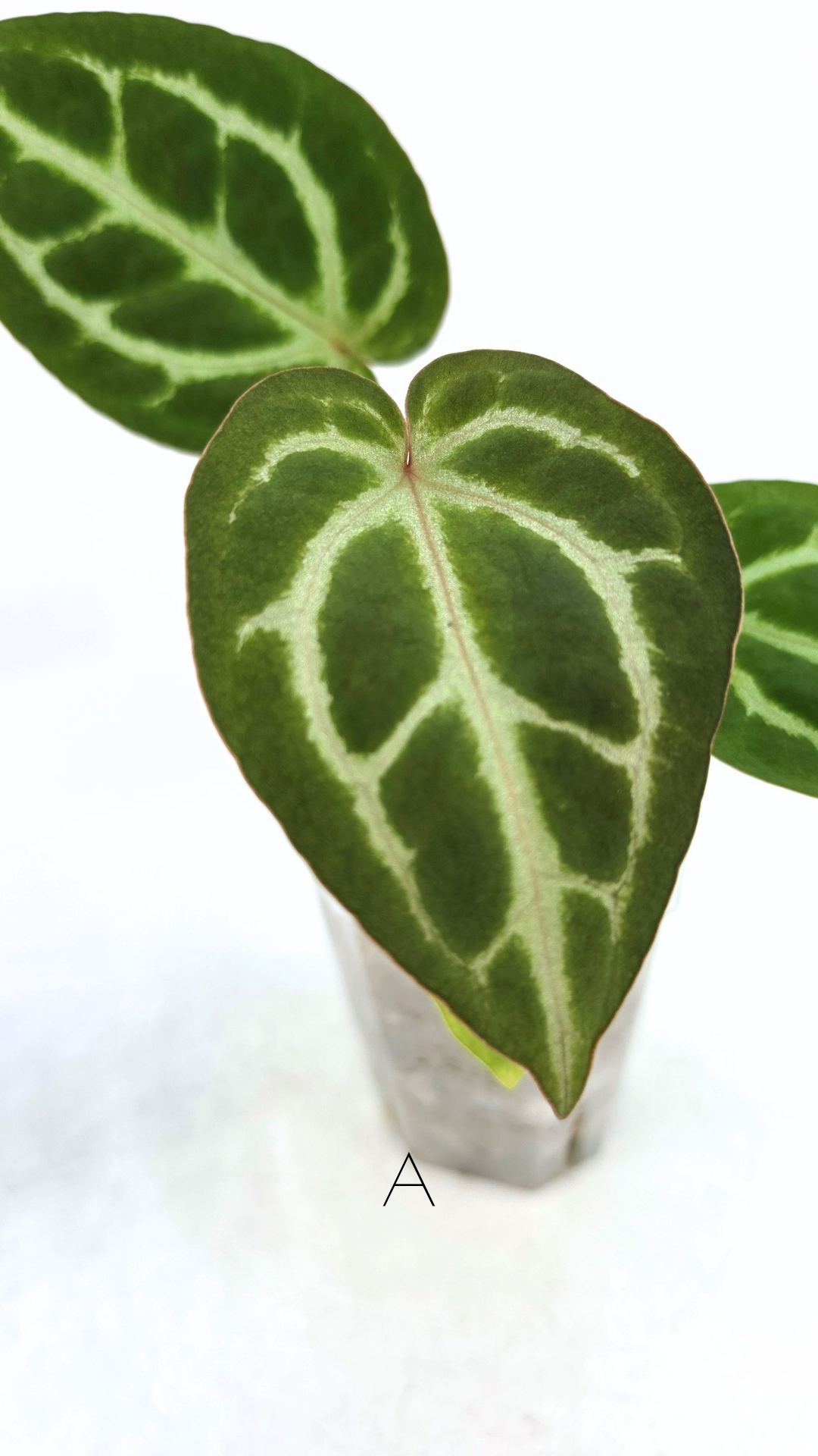 Rare anthurium hybrid Anthurium red dorayaki mutation with Anthurium Michelle by The Leaf Gallery in Perth, Western Australia