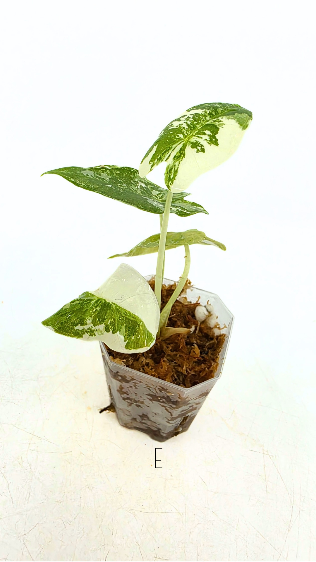 Rare indoor plant Alocasia Frydek Variegated available for sale at rare house plant shop The Leaf Gallery in Perth, Western Australia