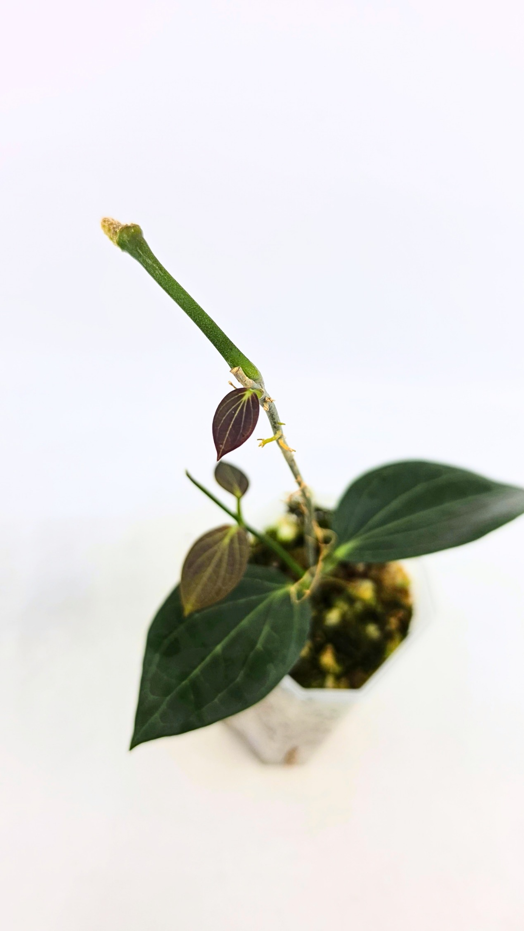 Rare waxplant Hoya Hellwigiana IML1101 available for sale at rare plant shop The Leaf Gallery in Perth, Western Australia