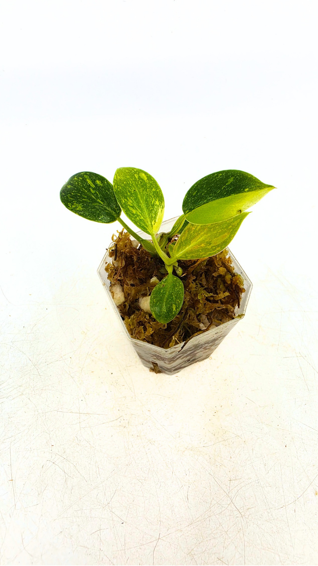 Uncommon Philodendron Green Congo Hybrid Varigated also known as Philodendron Green Congo Nuclear available for sale at rare plant shop The Leaf Gallery in Perth, Western Australia