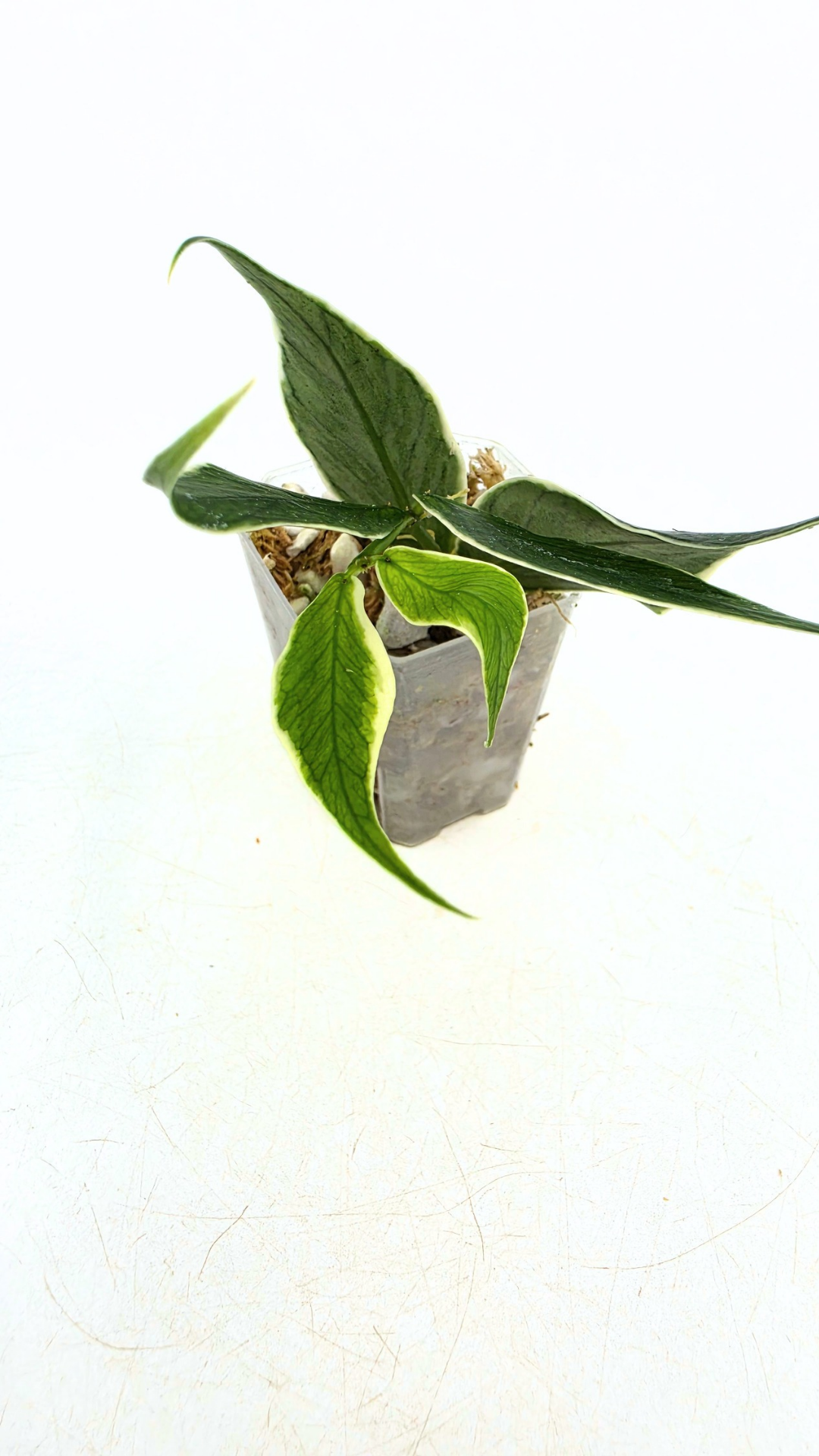 Rare waxplant Hoya Polyneura Albo Varigated also known as Fishtail Hoya Varigated available for sale at rare indoor plant shop The Leaf Gallery in Perth, Western Australia