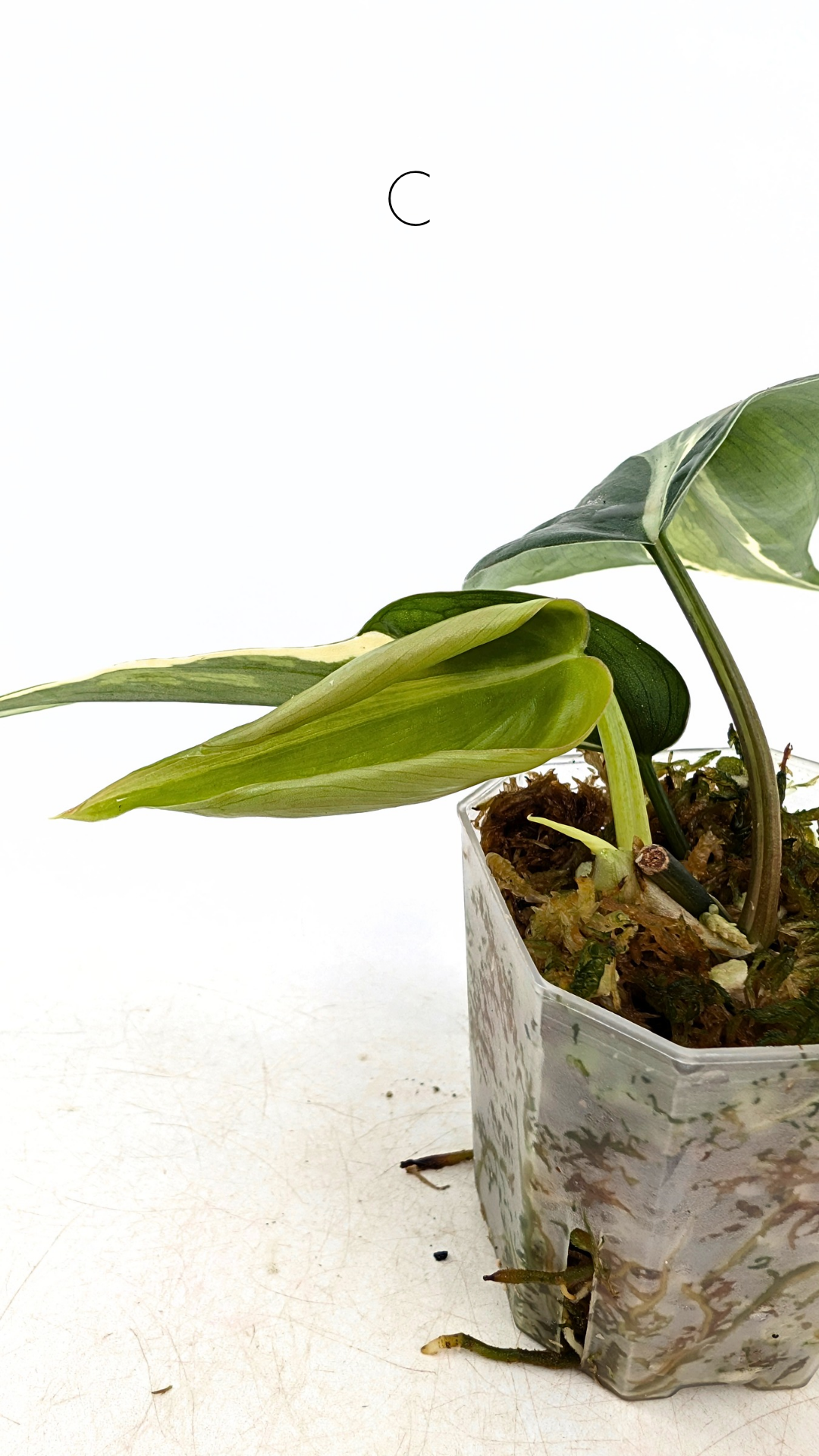 Rare indoor plant Philodendron Rio available at rare plant shop The Leaf Gallery in Perth, Western Australia.