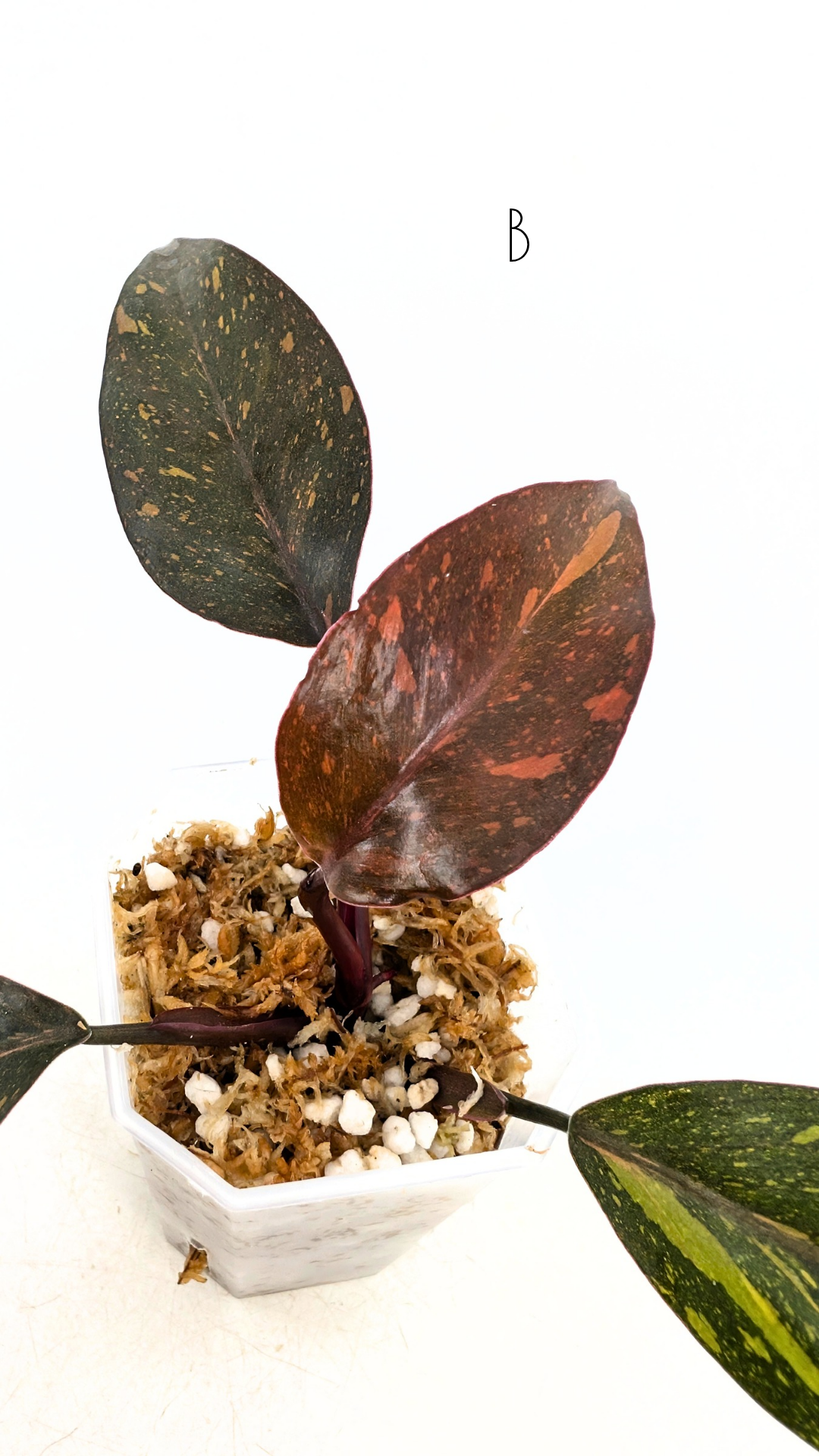 Rare indoor plant Philodendron Orange Princess Varigated available for sale at rare plant shop The Leaf Gallery in Perth, Western Australia