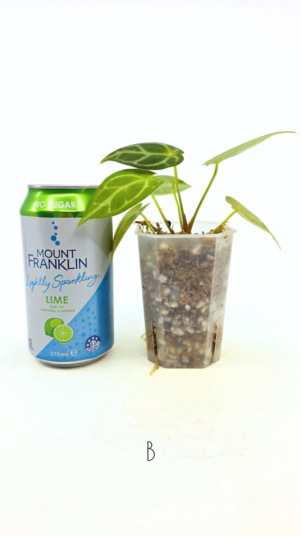 Anthurium Dark Forgetii X Silver Blush seedlings — The Leaf Gallery