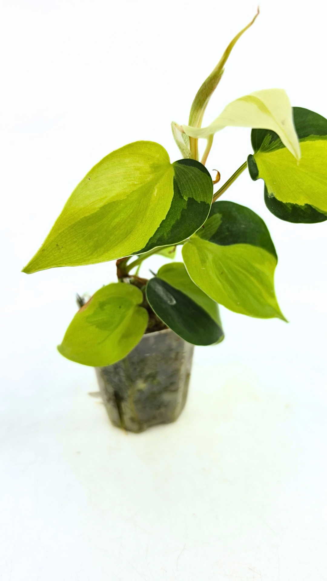 Rare indoor plant Philodendron Cream Splash available at rare plant shop The Leaf Gallery in Perth, Western Australia