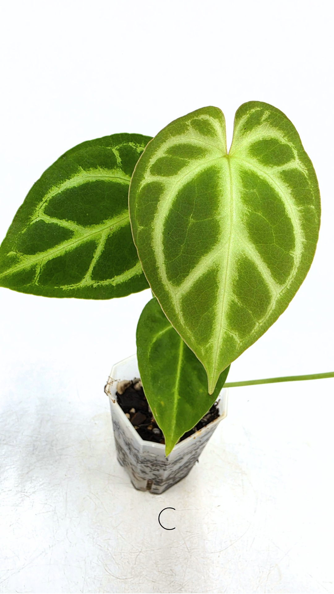 Rare indoor plant Anthurium Magnificum available for sale at rare house plant shop The Leaf Gallery in Perth, Western Australia