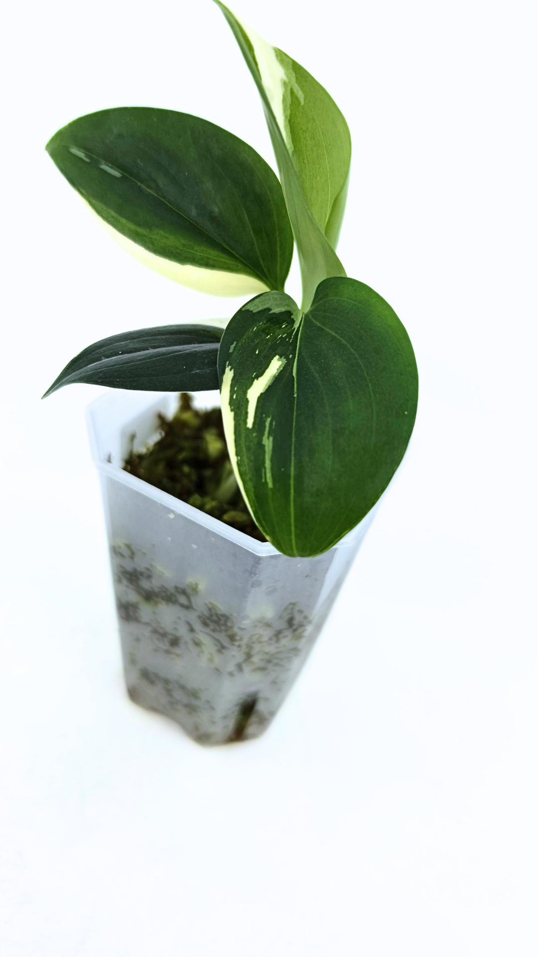 Rare plant Scindapsus Blue Albo Varigated available at rare plant shop The Leaf Gallery in Perth, Western Australia