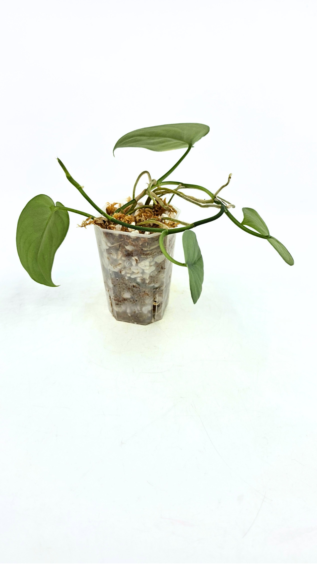 Rare indoor plant Scindapsus Platinum available for sale at rare plant shop The Leaf Gallery in Perth, Western Australia