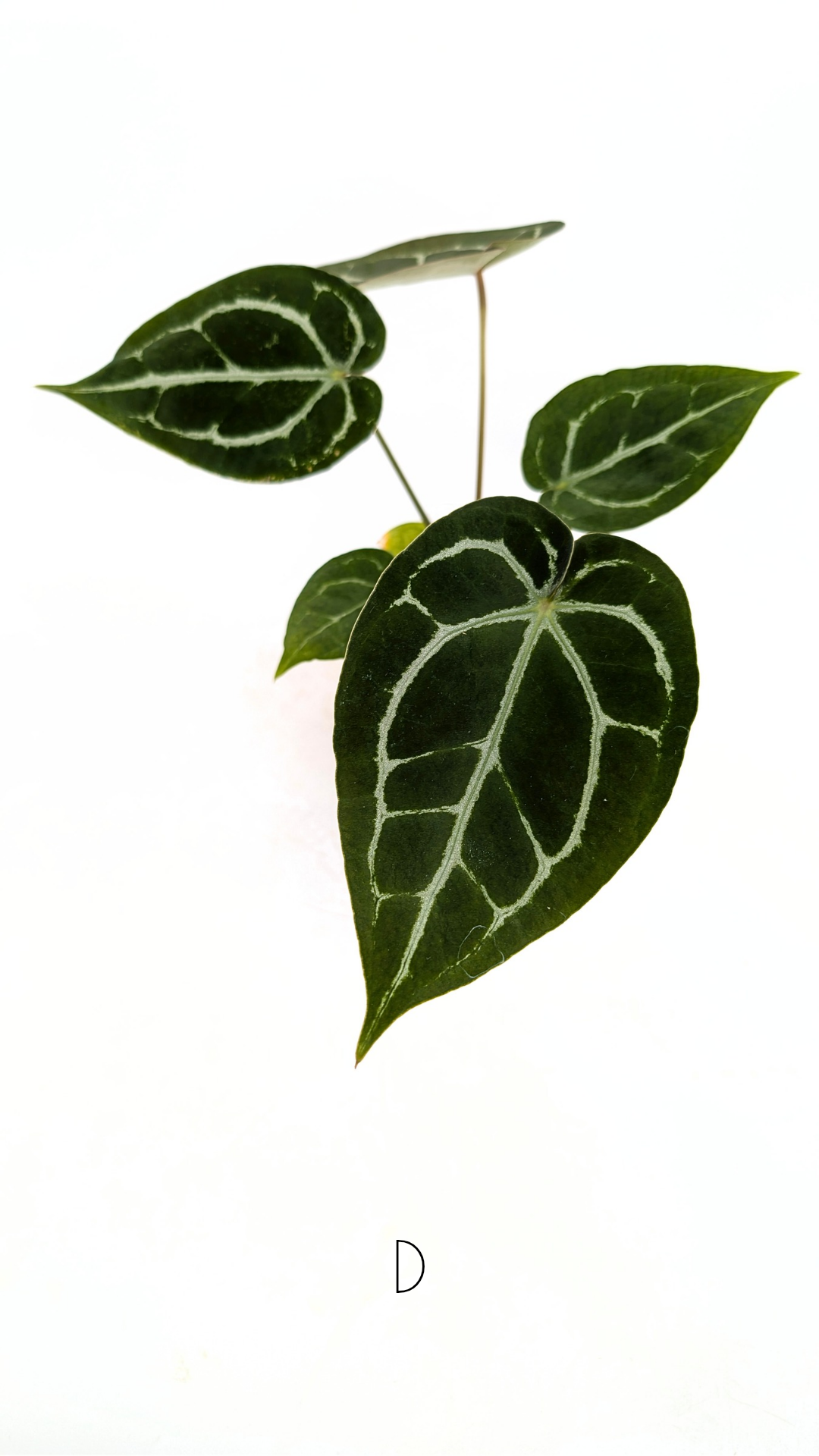 Rare anthurium hybrid Anthurium Dark Forgetii x Bessae Aff X Anthurium Michelle by The Leaf Gallery in Perth, Western Australia