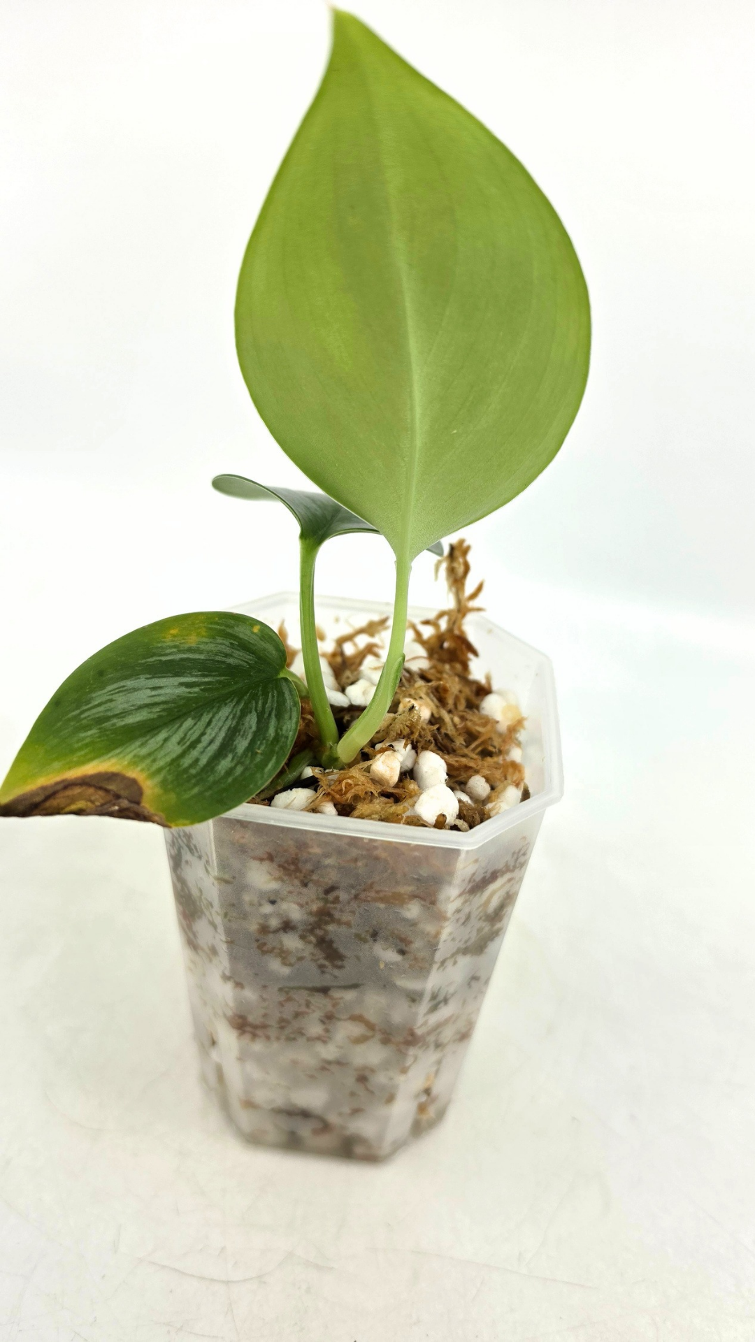 Rare indoor plant Scindapsus Treubii Moonlight available for sale at rare house plant shop The Leaf Gallery in Perth, Western Australia