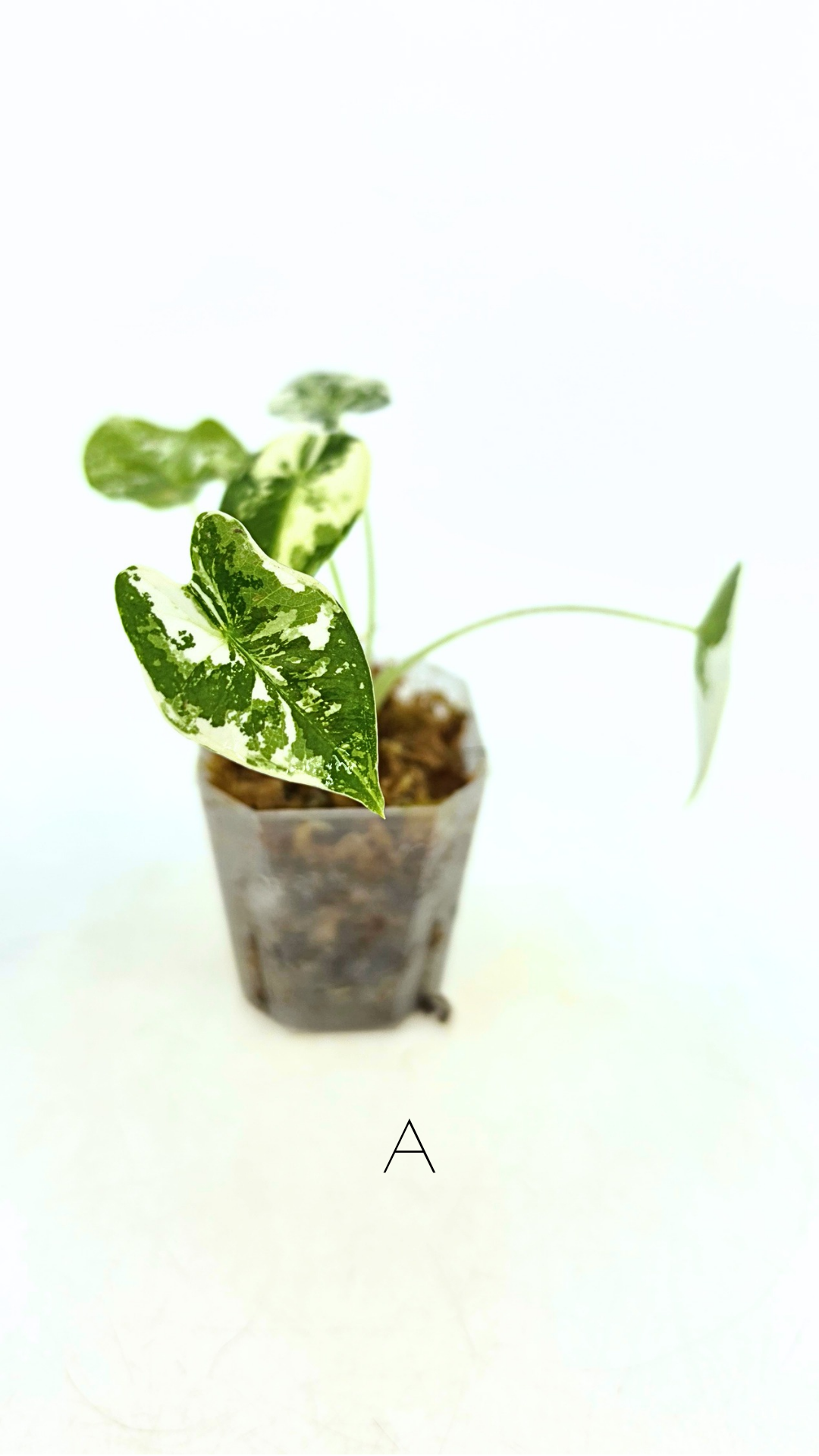 Rare Wax Plant Hoya Clemensiorum available for sale at rare house plant shop The Leaf Gallery in Perth, Western Australia
