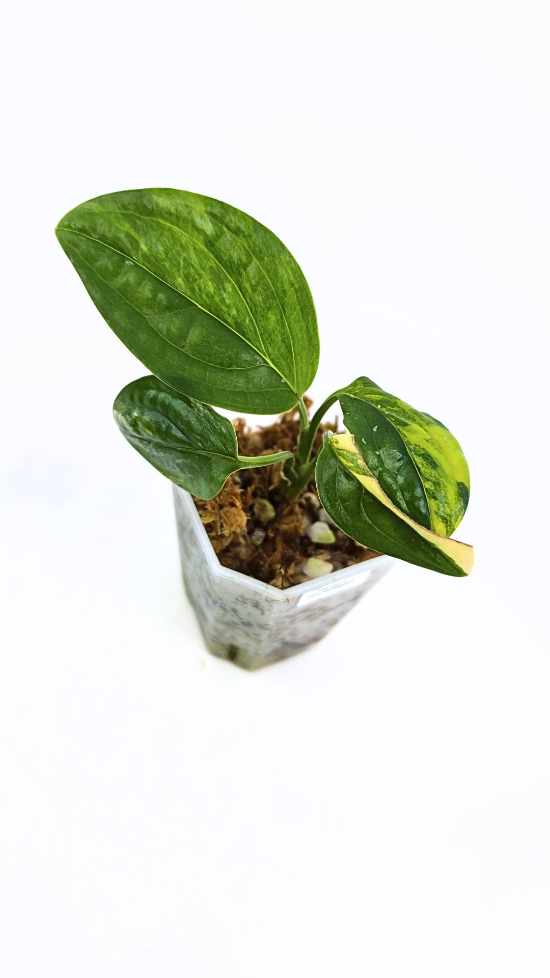 Rare indoor plant Monstera Peru Karstenianum Varigated at rare plant shop The Leaf Gallery in Perth, Western Australia