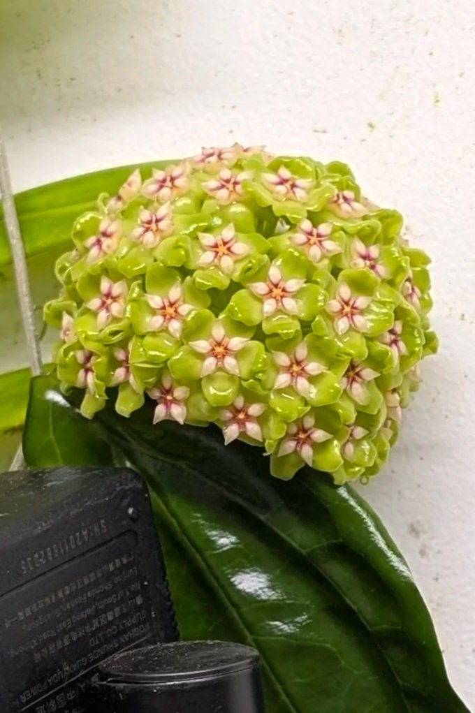Rare waxplant Hoya UTC033 available for sale at rare indoor plant shop The Leaf Gallery in Perth, Western Australia