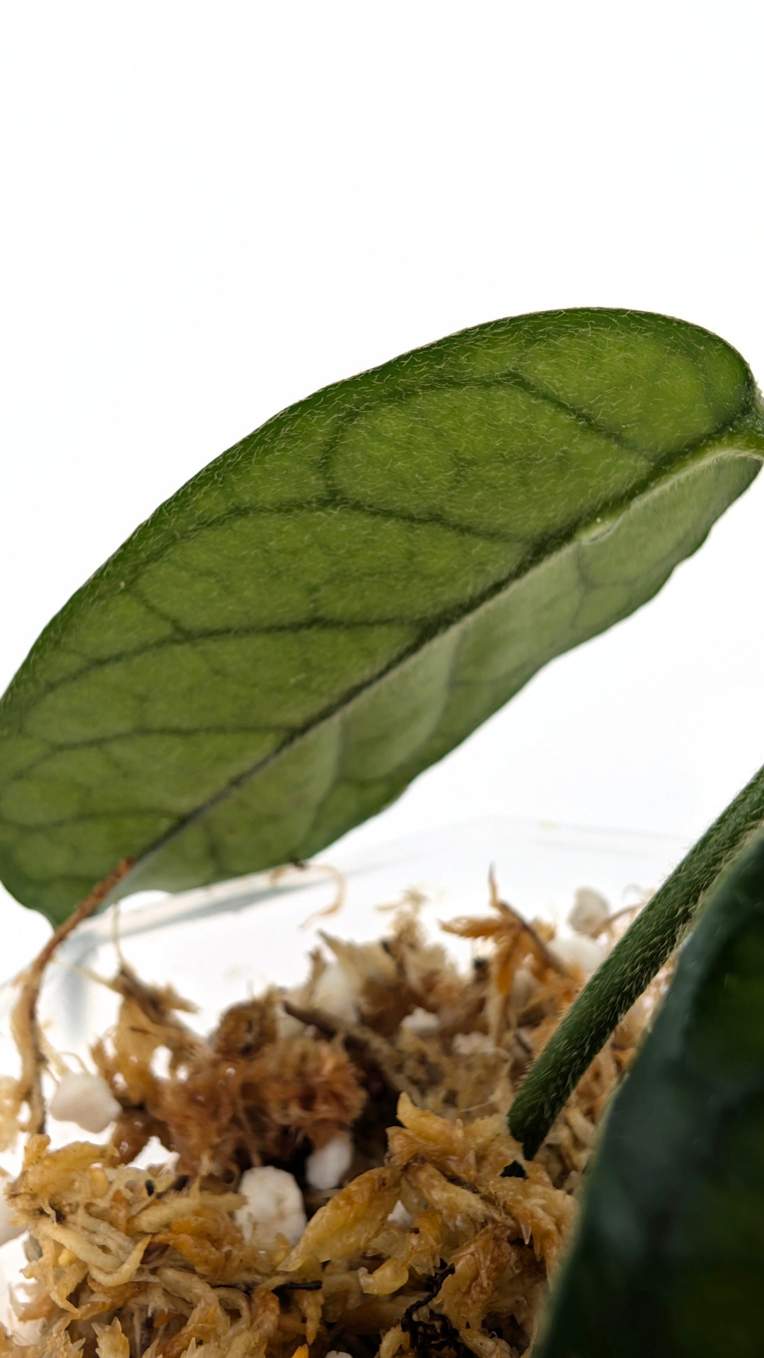 Rare waxplant Hoya Globulosa Cao Bang available for sale at rare plant shop The Leaf Gallery in Perth, Western Australia