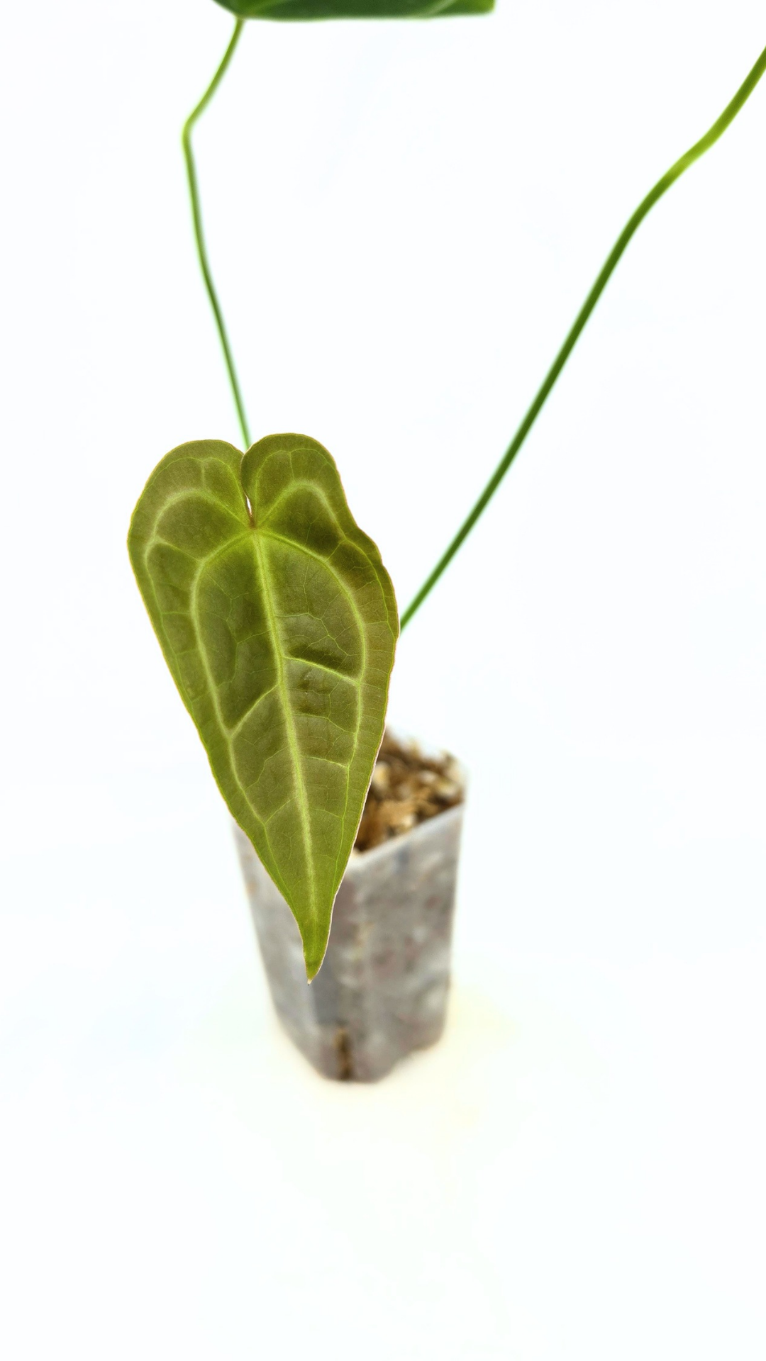 Rare indoor plant Anthurium SKG Silver with Anthurium Forgetii hybrid available at rare plant shop The Leaf Gallery in Perth, Western Australia