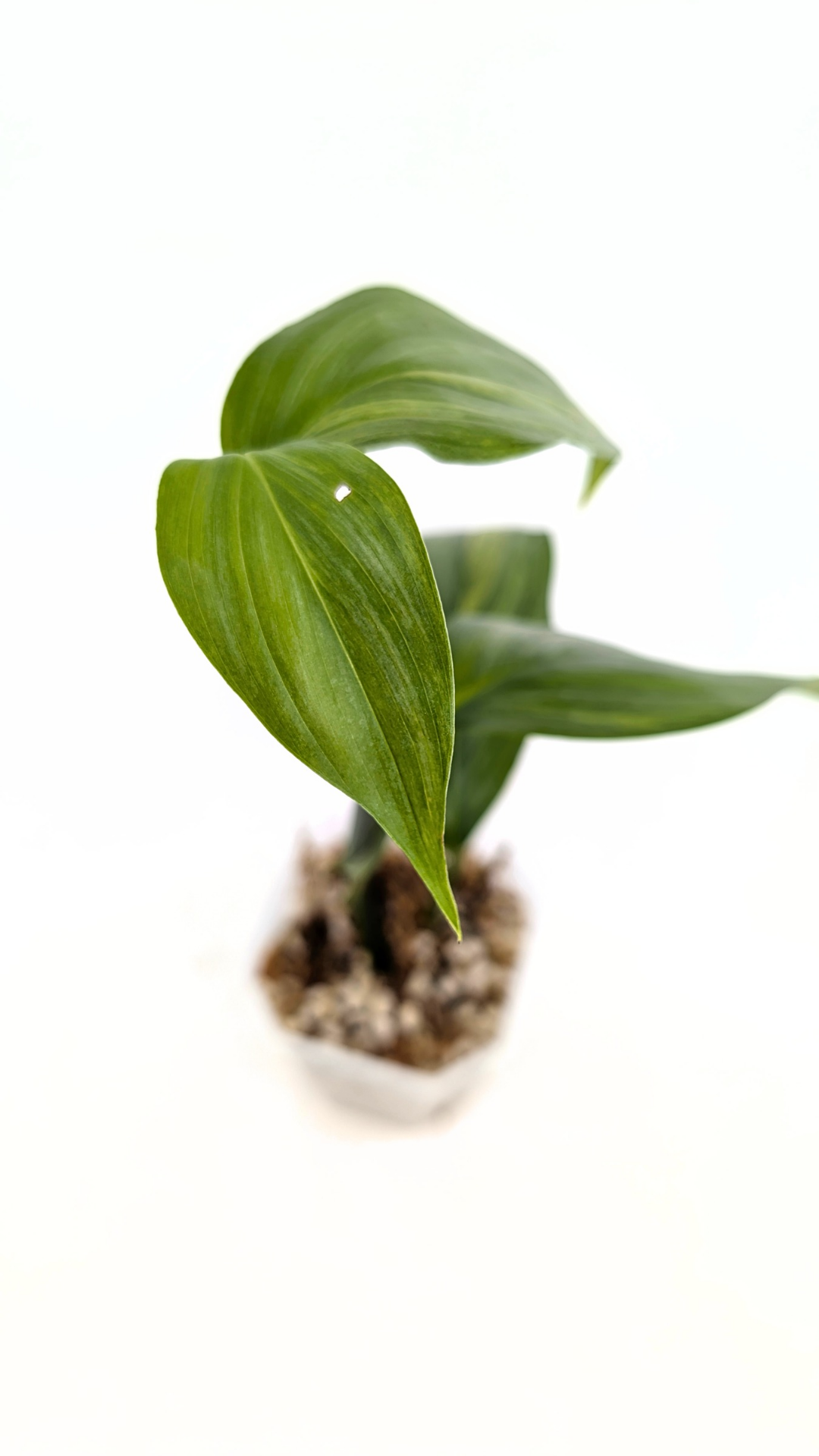 Rare plant Amplissimum Varigated available for sale at rare plant shop The Leaf Gallery in Perth, Western Australia