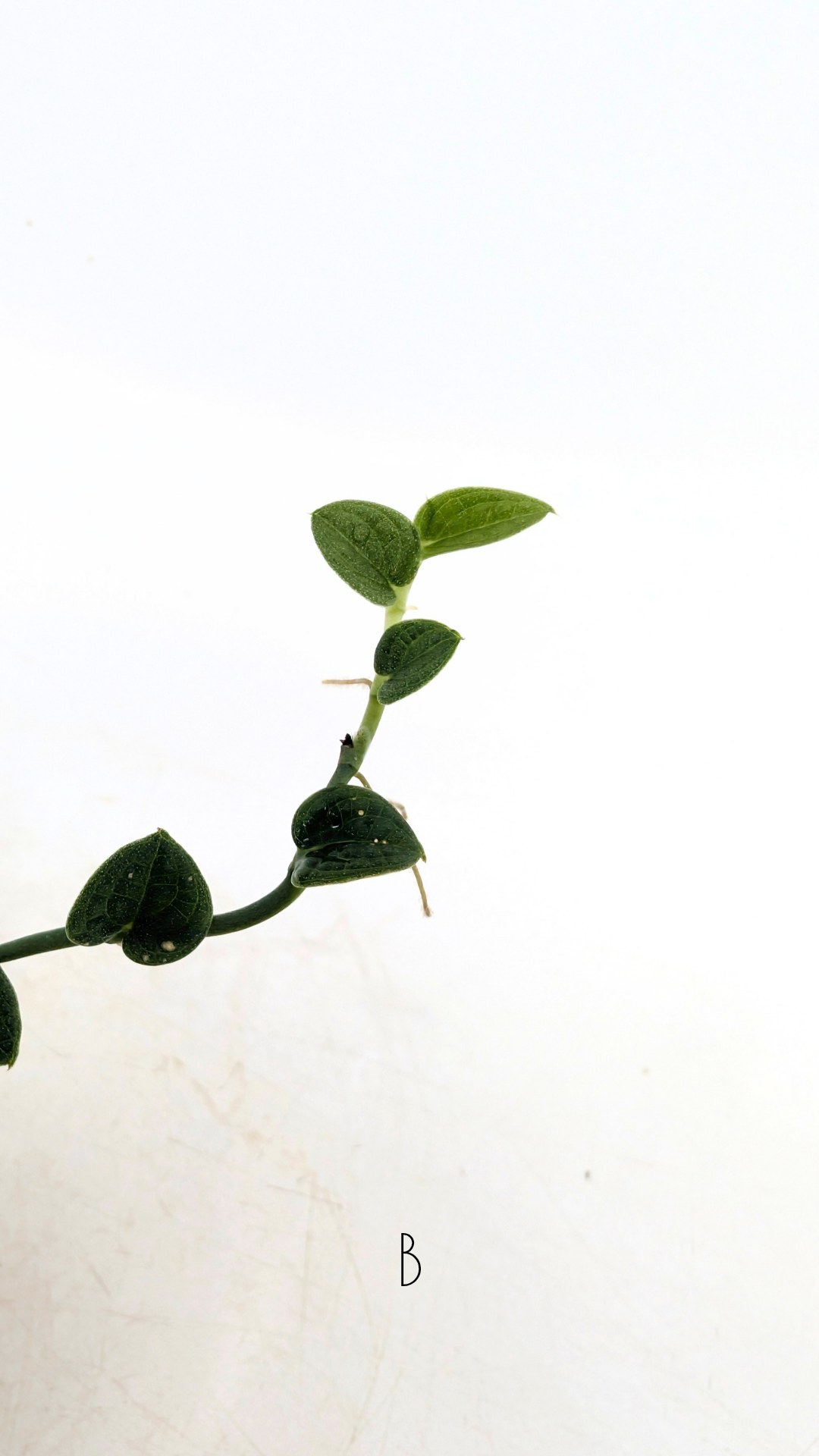 Rare Shingler plant Raphidophora Verstegii or Piper Clypeatum available at rare plant shop The Leaf Gallery in Perth, Western Australia