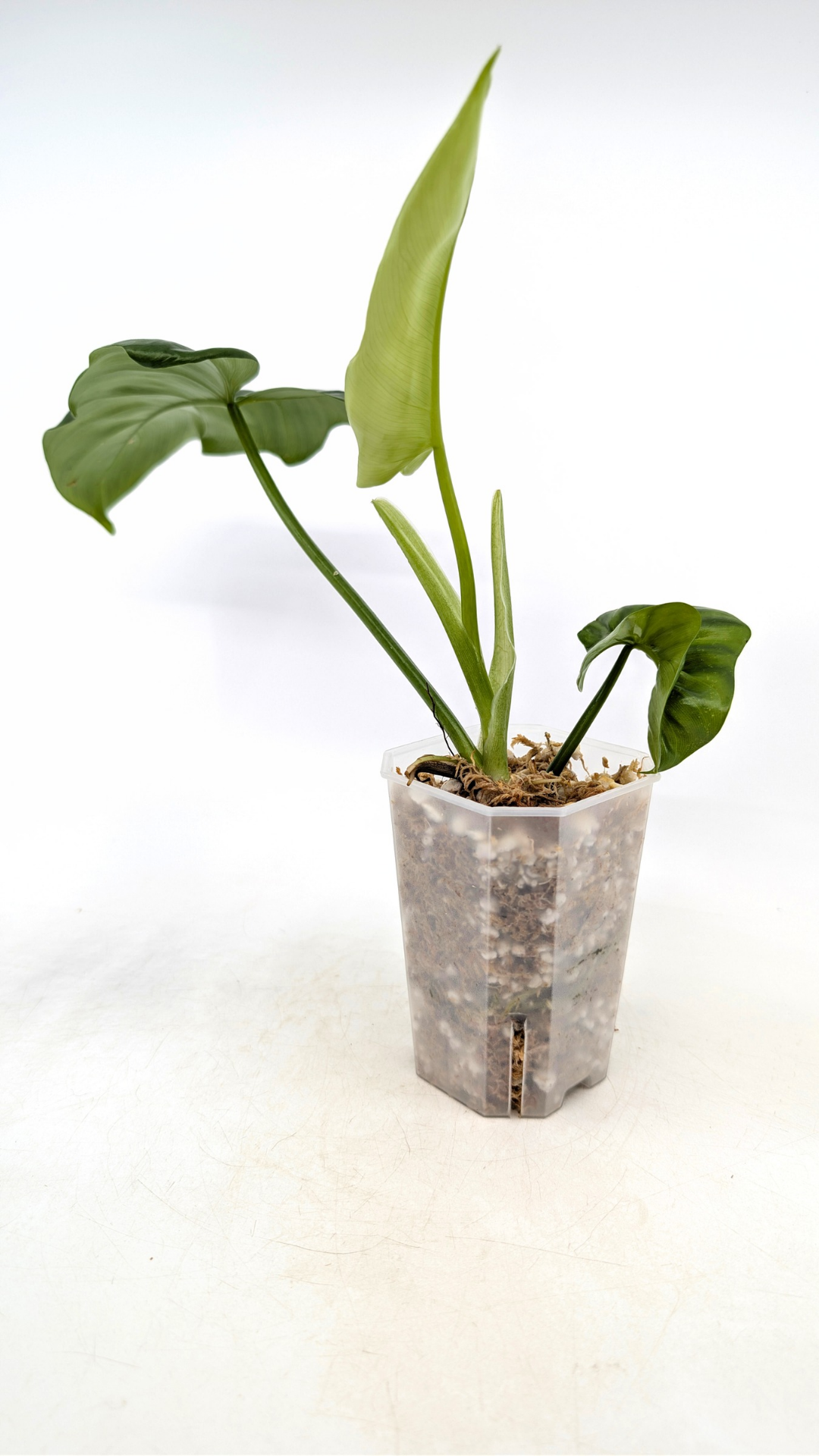 Uncommon Philodendron Bipennifolium (Horsehead / Violin) by the Leaf Gallery in Perth, Western Australia