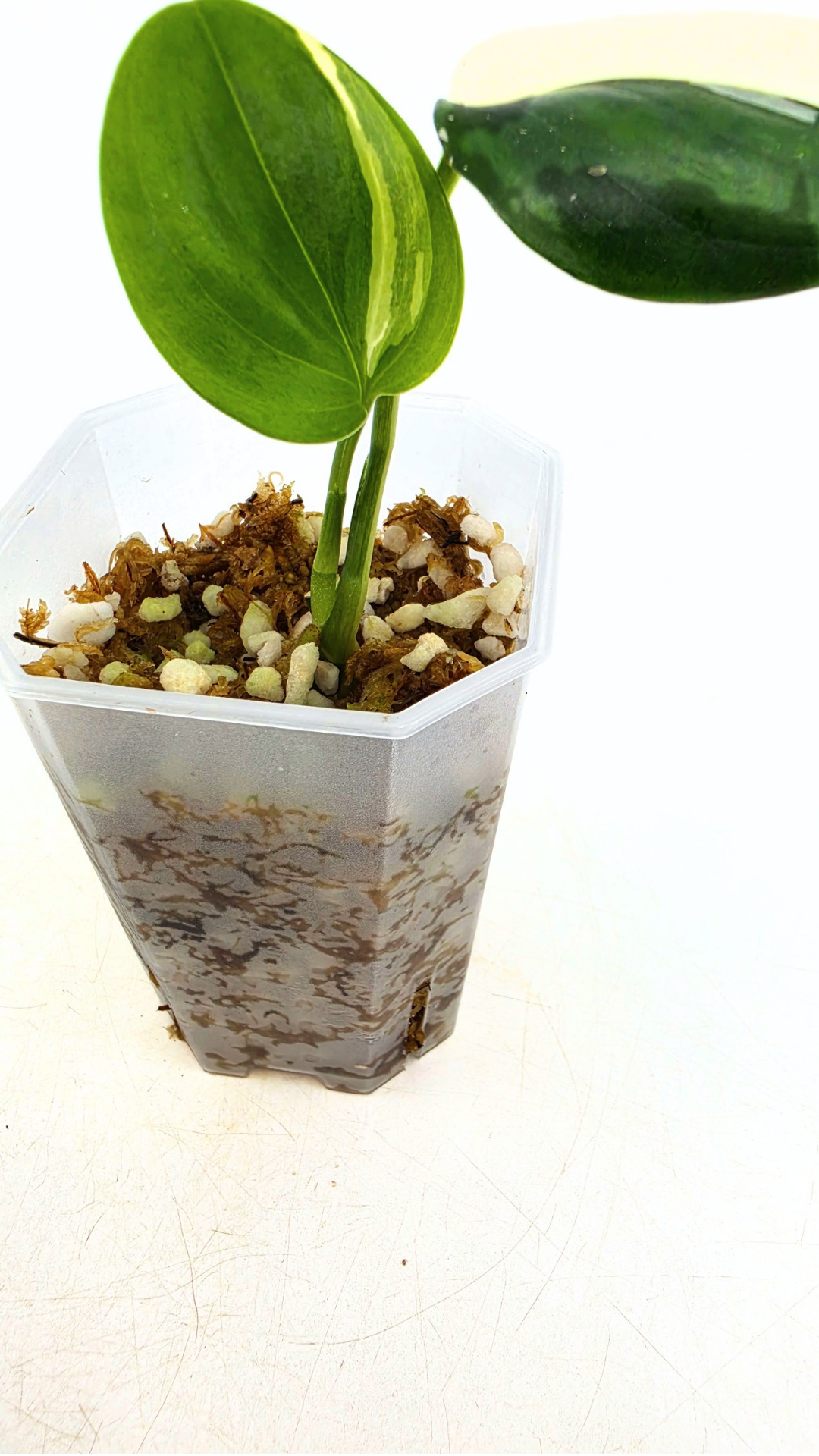 Rare plant Scindapsus Blue Albo Varigated available at rare plant shop The Leaf Gallery in Perth, Western Australia