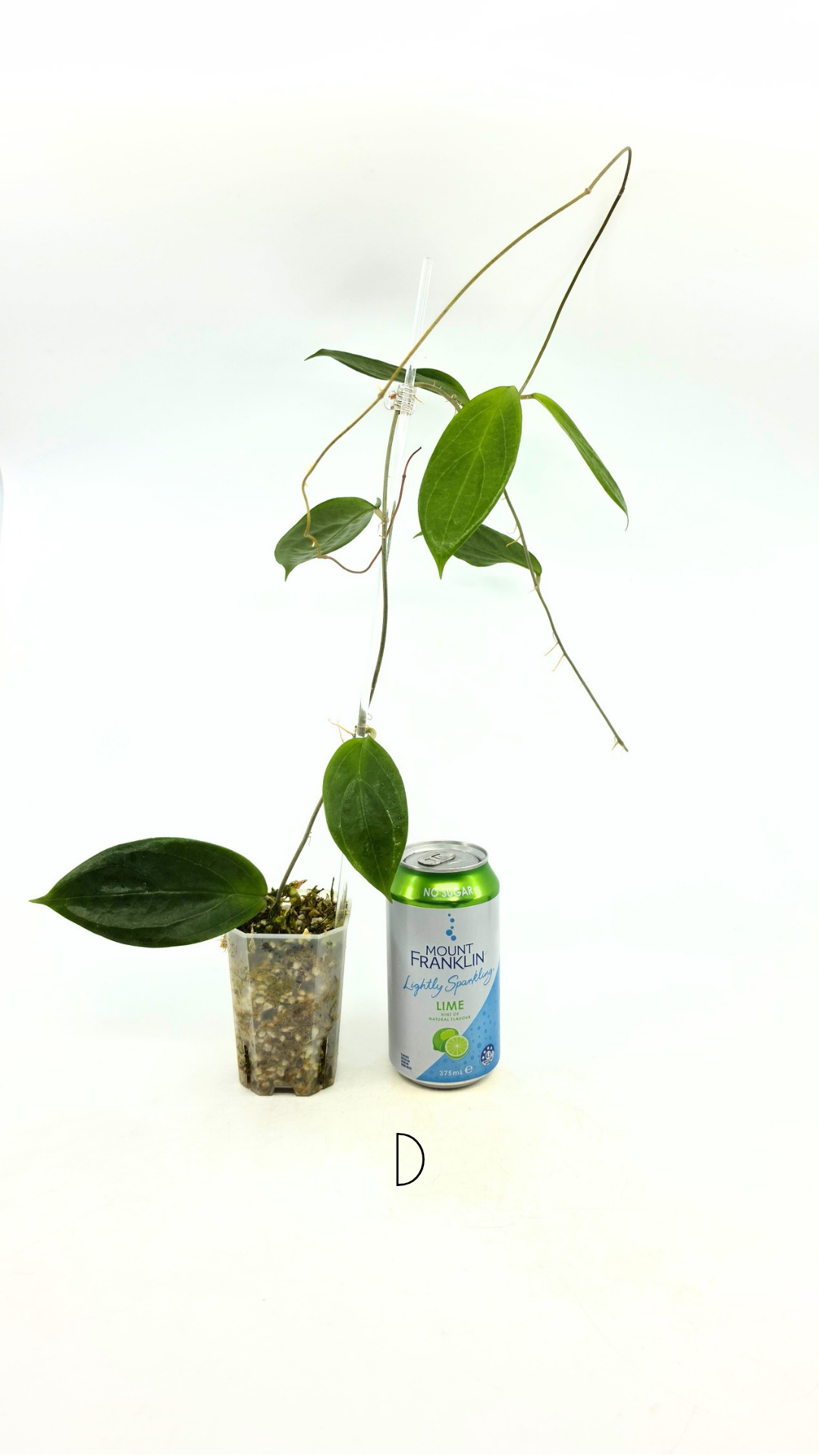 Rare waxplant Hoya UTC033 available for sale at rare indoor plant shop The Leaf Gallery in Perth, Western Australia