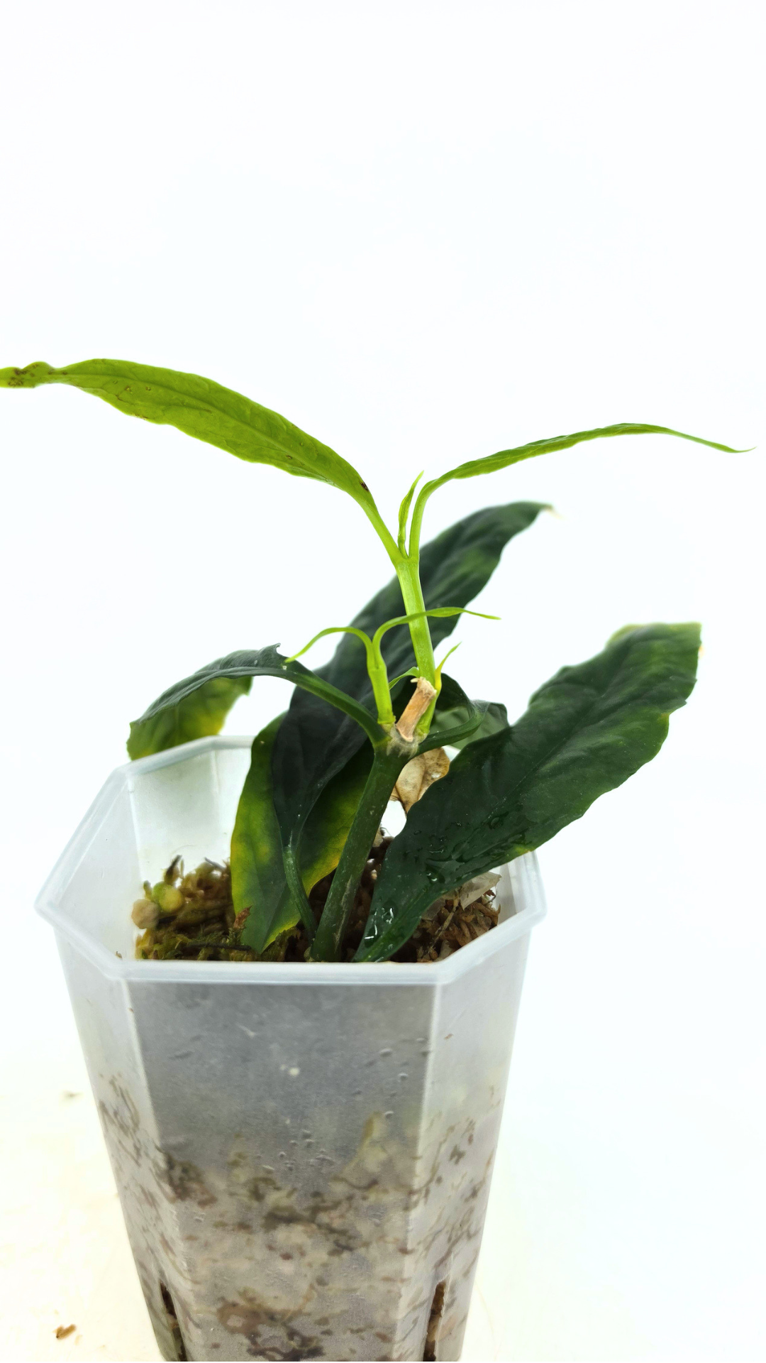 Rare waxplant Hoya Decipulae available for sale at rare indoor plant shop The Leaf Gallery in Perth, Western Australia