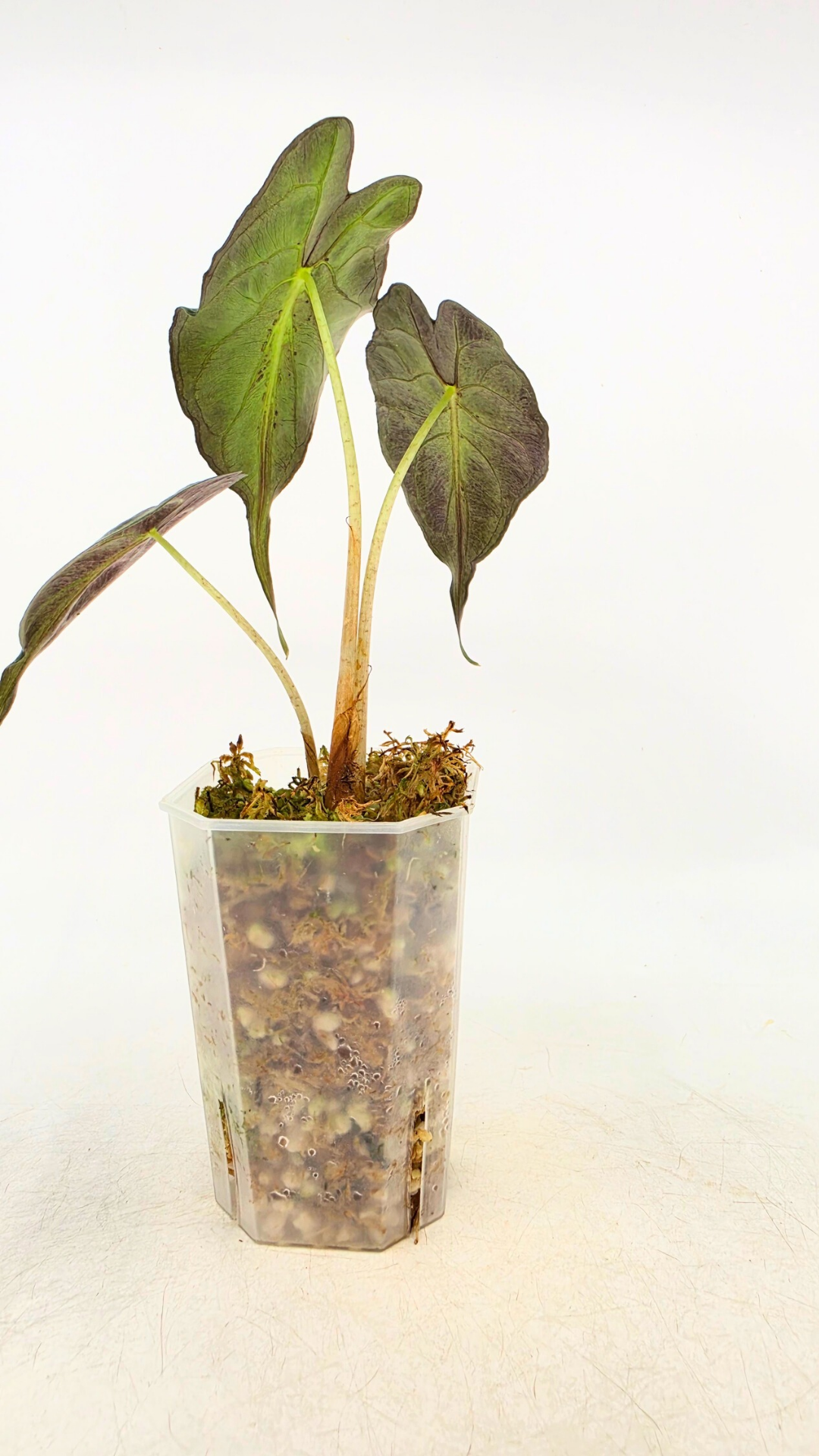 Rare indoor plant Alocasia Venom available for sale at rare house plant shop The Leaf Gallery in Perth, Western Australia.