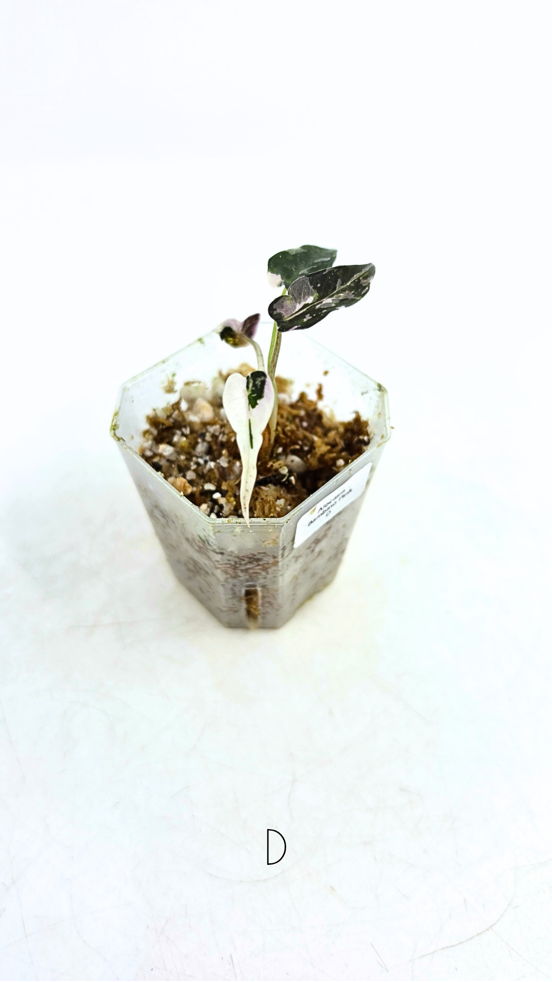 Rare indoor plant Alocasia Amazonica Bambino Pink TC plantlets available for sale at rare houseplant shop The Leaf Gallery in Perth, Western Australia