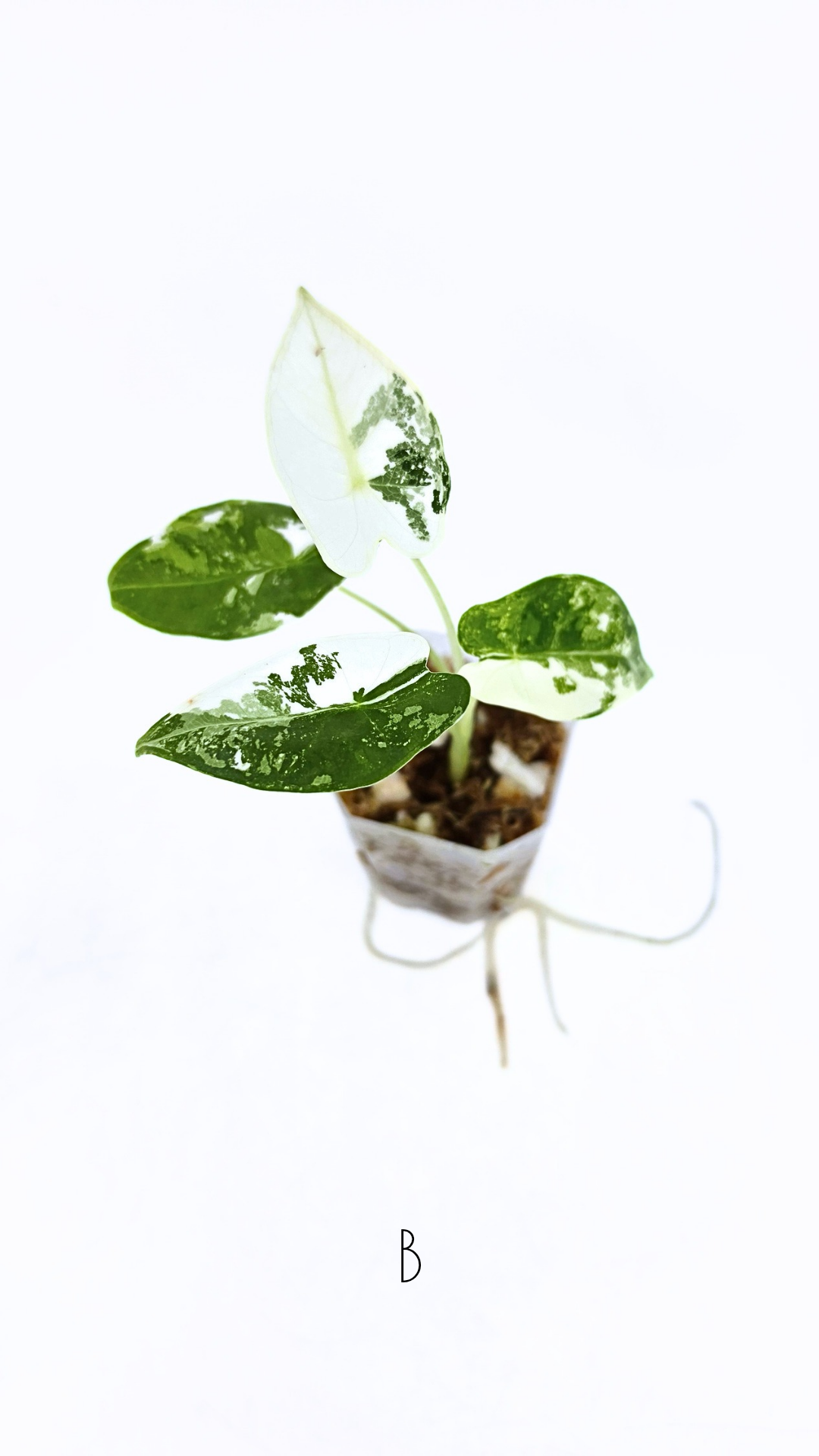 Rare indoor plant Alocasia Frydek Variegated available for sale at rare house plant shop The Leaf Gallery in Perth, Western Australia
