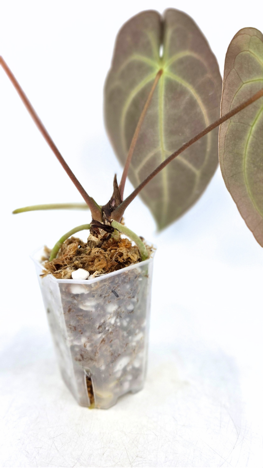 Rare anthurium hybrid Dark Forgetii x Bessae Aff available from rare plant shop The Leaf Gallery in Perth, Western Australia