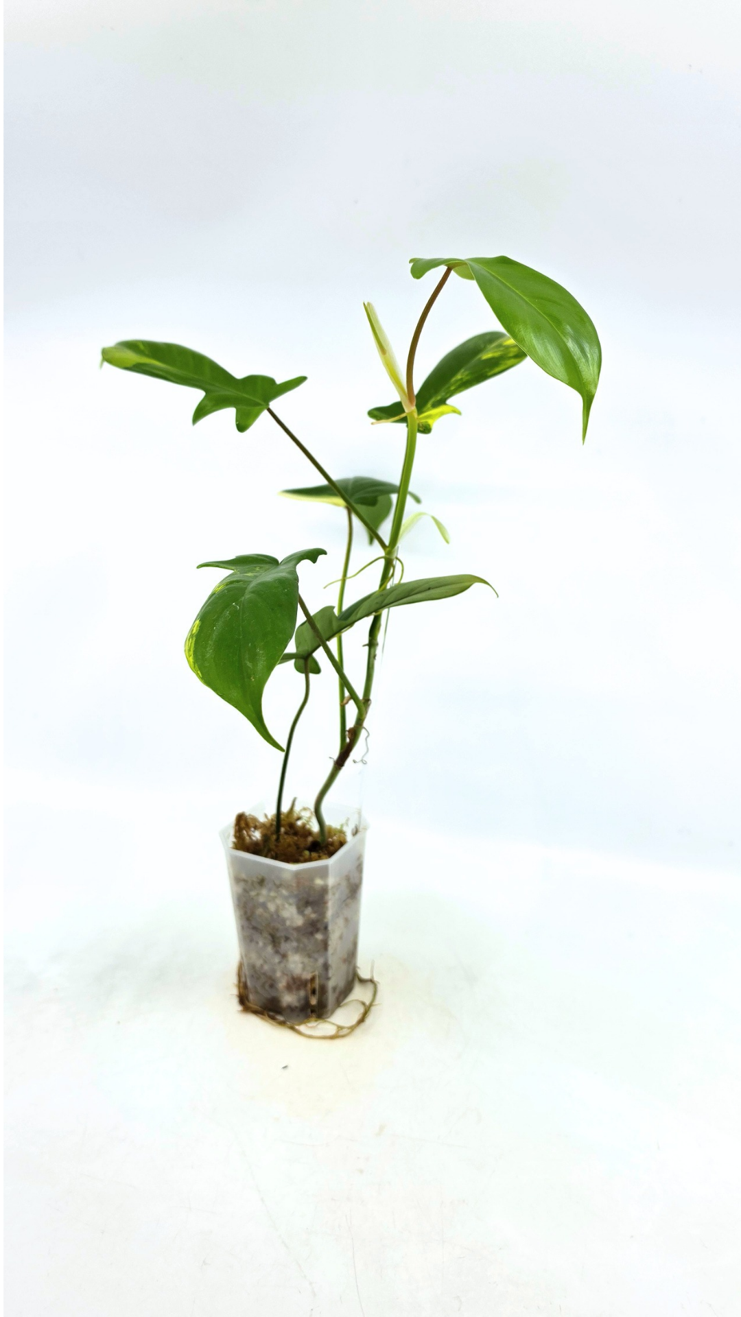 Rare indoor plant Philodendron Florida Beauty Varigated available at rare plant shop The Leaf Gallery in Perth, Western Australia