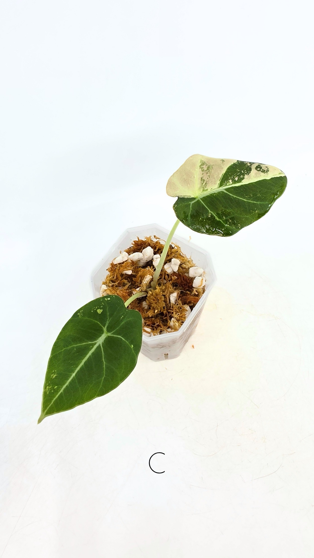 Rare indoor plant Alocasia Black Velvet Pink Variegated available for sale from rare house plant shop The Leaf Gallery in Perth, Western Australia