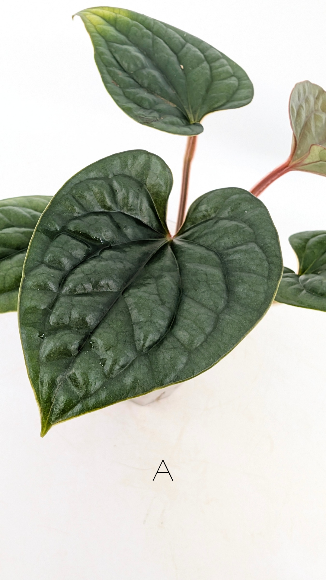 Rare indoor plant Anthurium Luxurians available for sale at rare house plant shop The Leaf Gallery in Perth, Western Australia