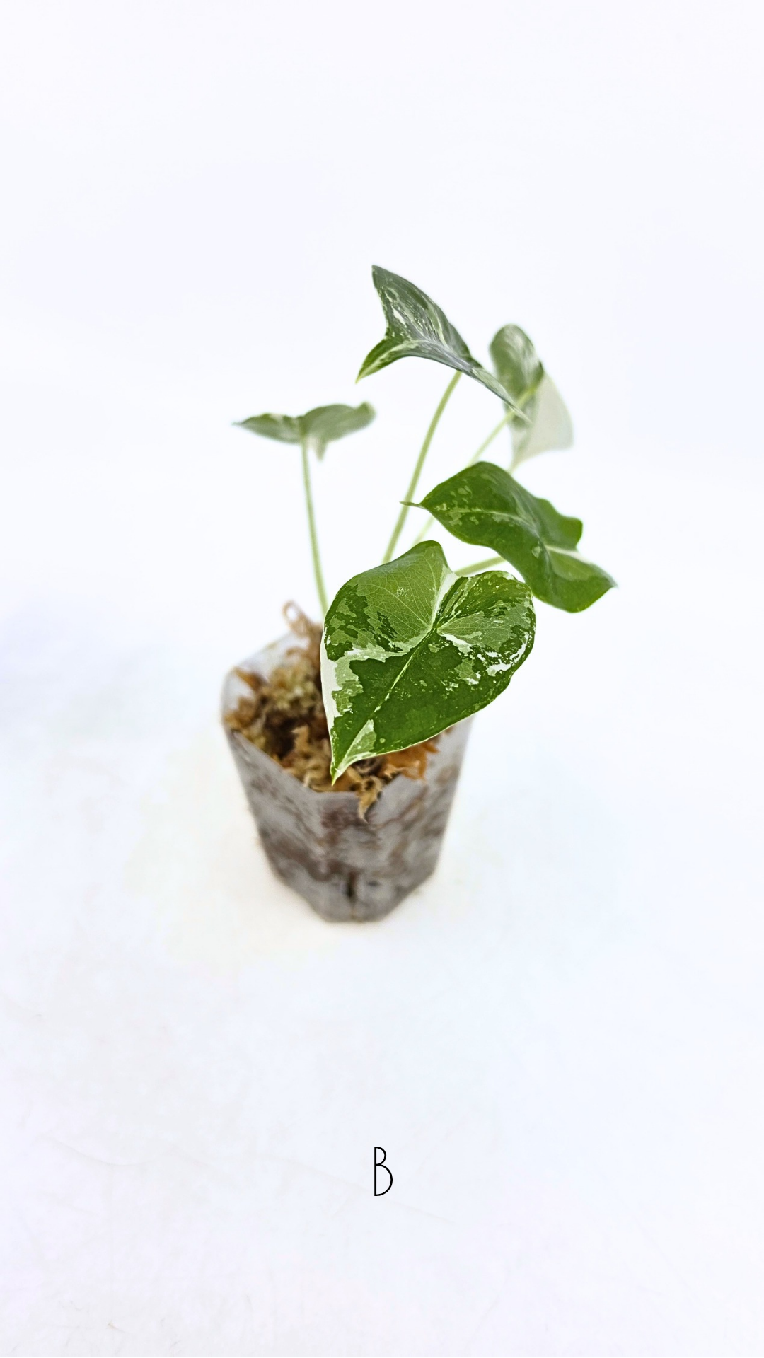 Rare indoor plant Alocasia Frydek Variegated available for sale at rare house plant shop The Leaf Gallery in Perth, Western Australia