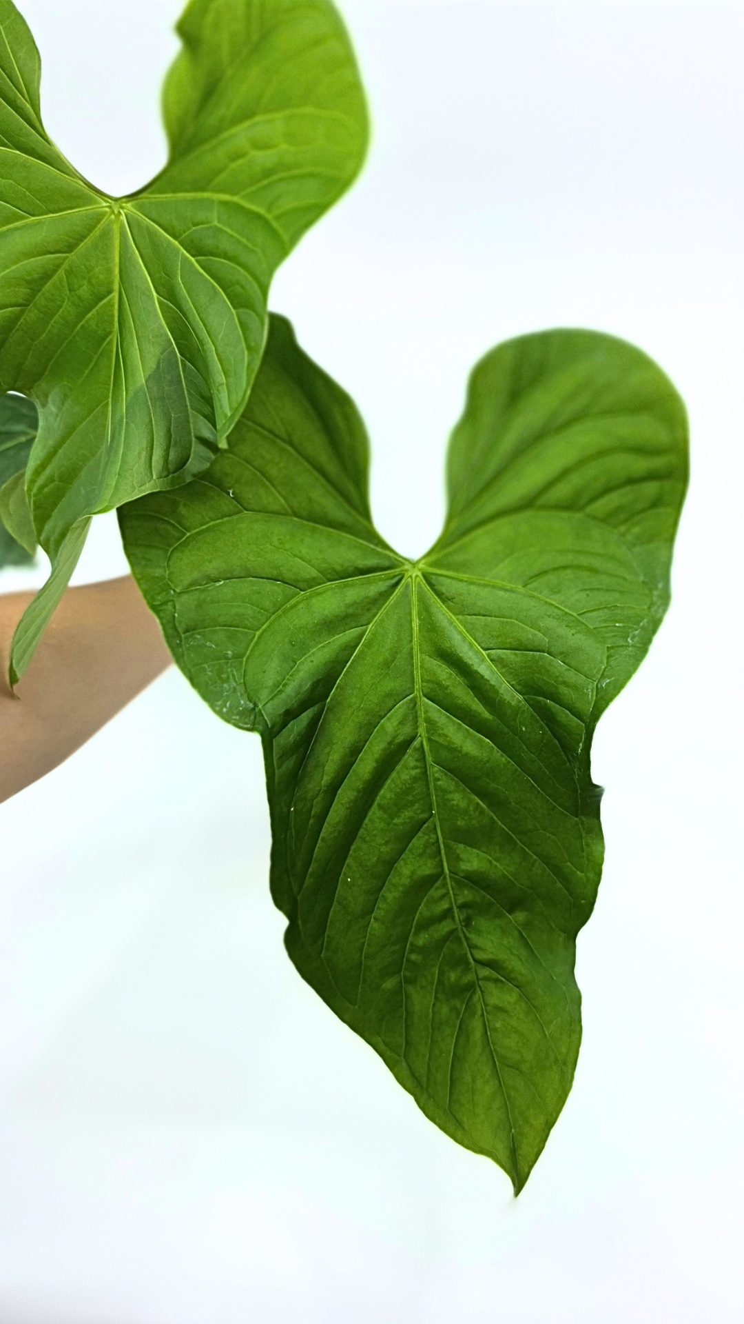 Uncommon indoor plant Anthurium Balaoanum available for sale at rare plant shop The Leaf Gallery in Perth, Western Australia