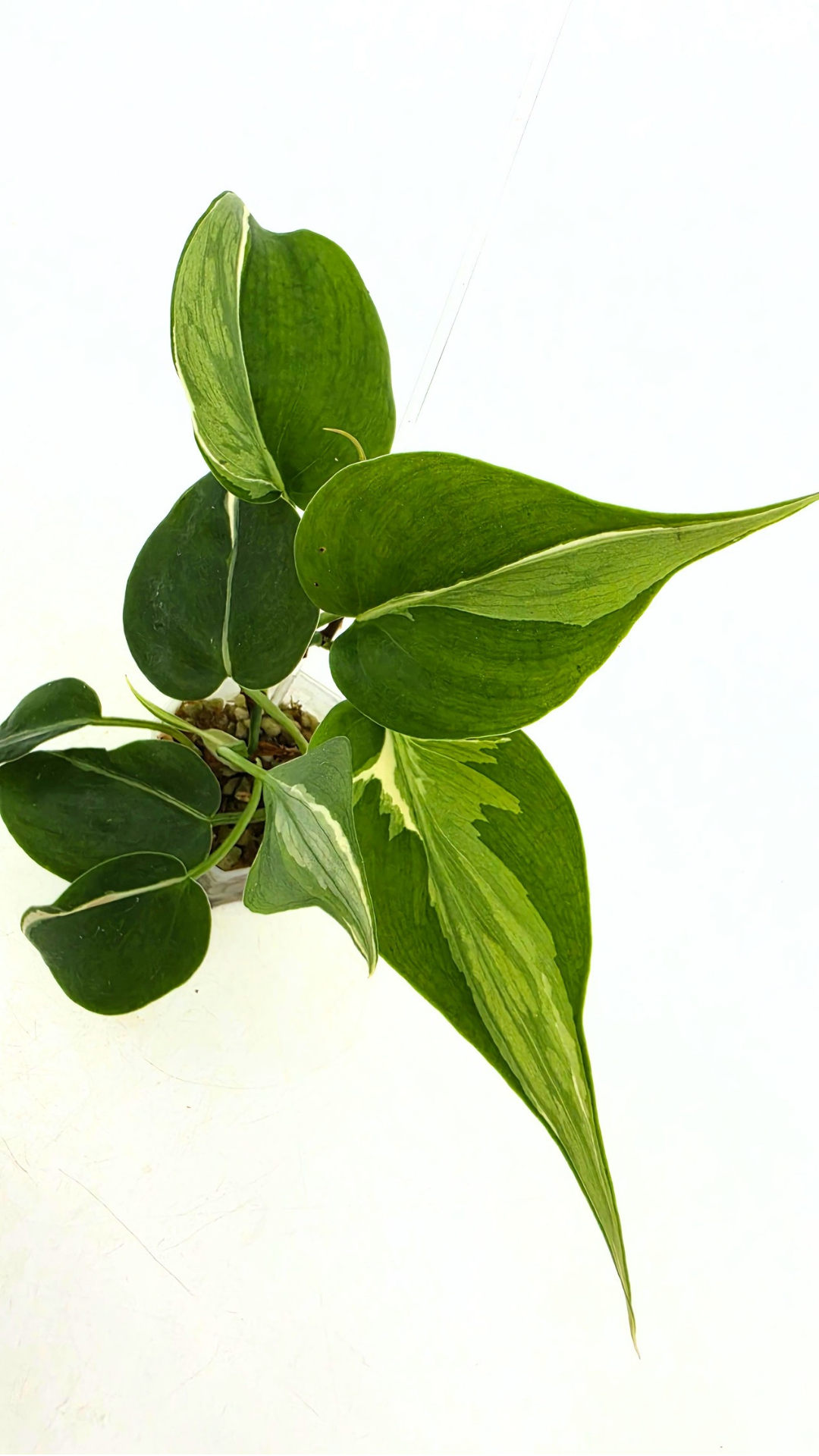 Rare plant Philodendron Rio available for sale at rare plant shop The Leaf gallery in Perth, Western Australia