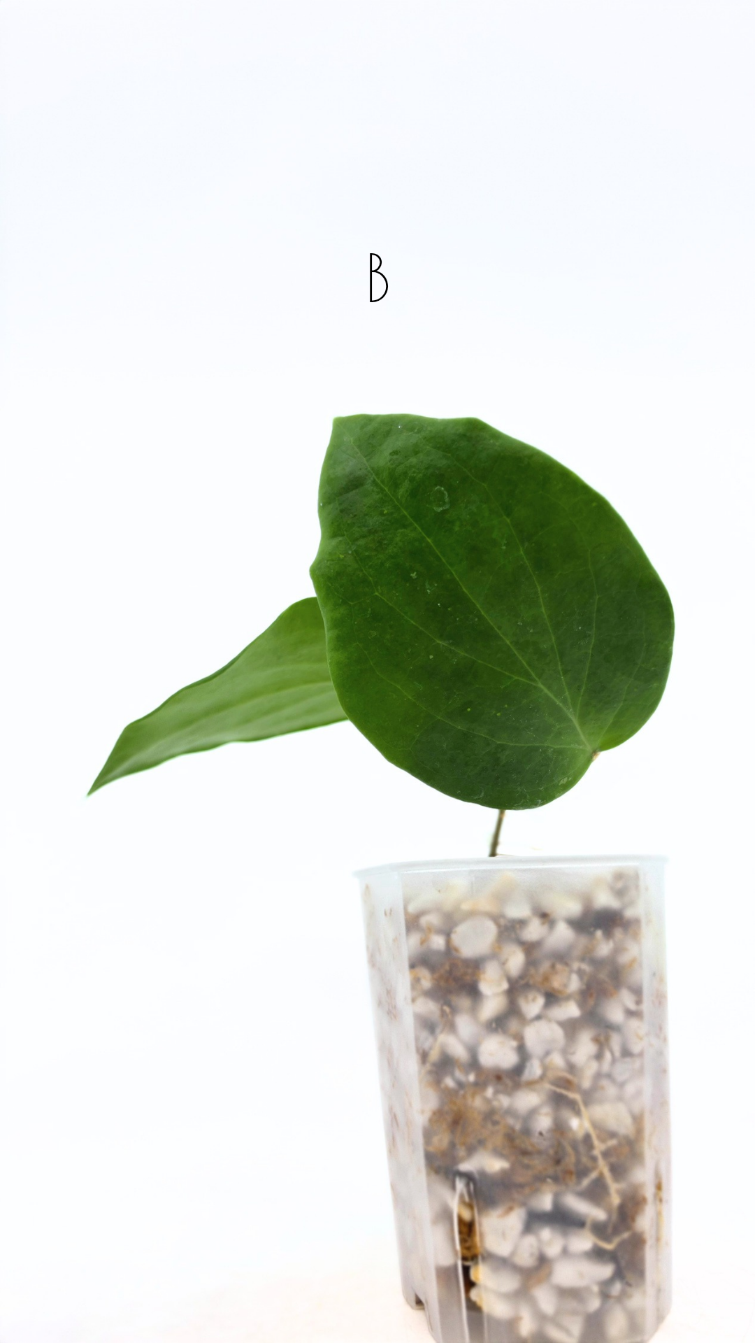 Rare waxplant Hoya Pentaphlebia available for sale at rare indoor plant shop The Leaf Gallery in Perth, Western Australia