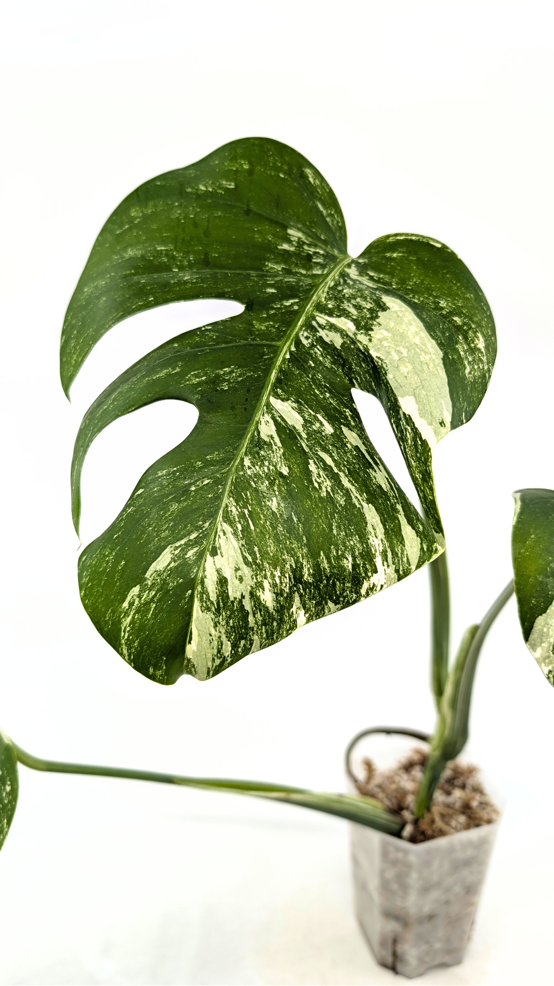 Rare indoor plant Monstera Albo Varigated available for sale at rare plant house plant shop The Leaf Gallery in Perth, Western Australia