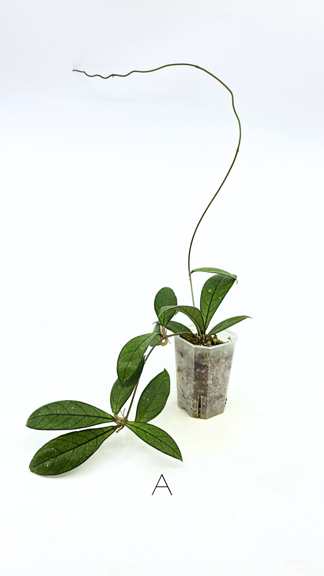 Rare waxplant Hoya Hainanensis Da Nang Vietnam available for sale at rare indoor plant shop The Leaf Gallery in Perth, Western Australia
