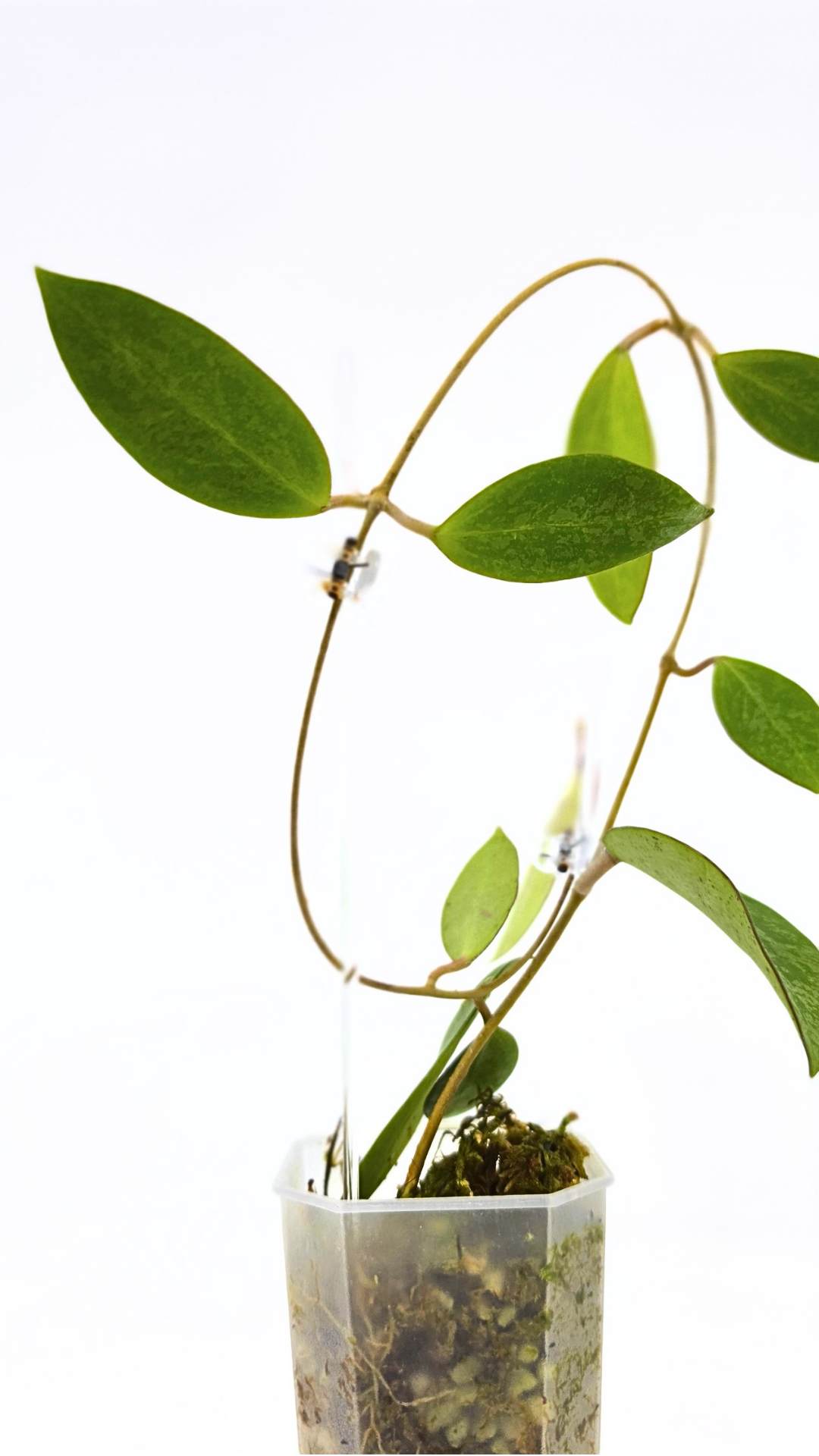 Rare waxplant Hoya Rime Splash available for sale at rare indoor plant shop The Leaf Gallery in Perth, Western Australia
