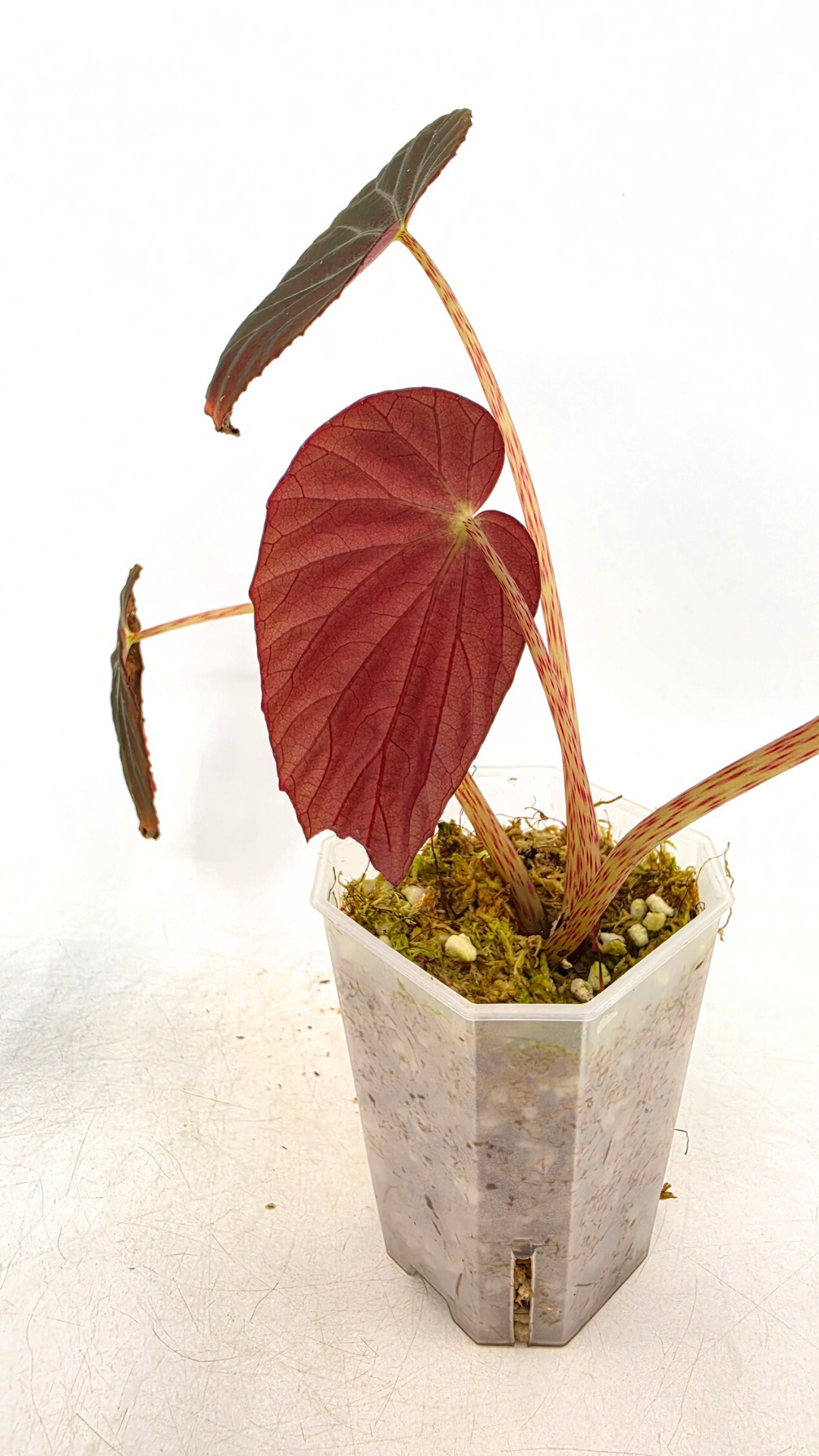 Rare Begonia Burkillii Dark form available for sale at rare plant shop The Leaf Gallery in Perth, Western Australia