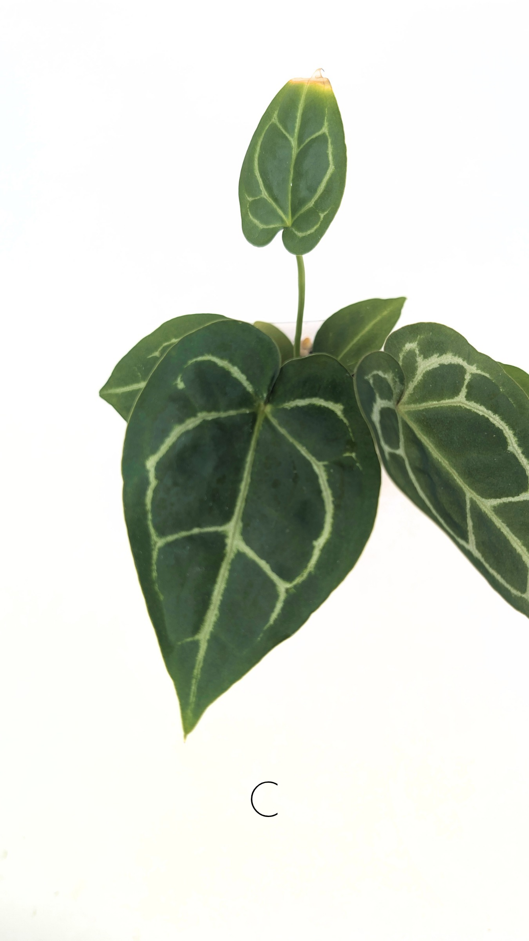Rare indoor plant Anthurium SKG Silver with Anthurium Forgetii hybrid available at rare plant shop The Leaf Gallery in Perth, Western Australia