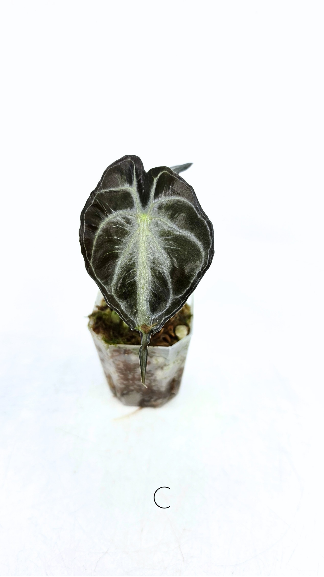Rare indoor plant Alocasia Venom available for sale at rare house plant shop The Leaf Gallery in Perth, Western Australia.