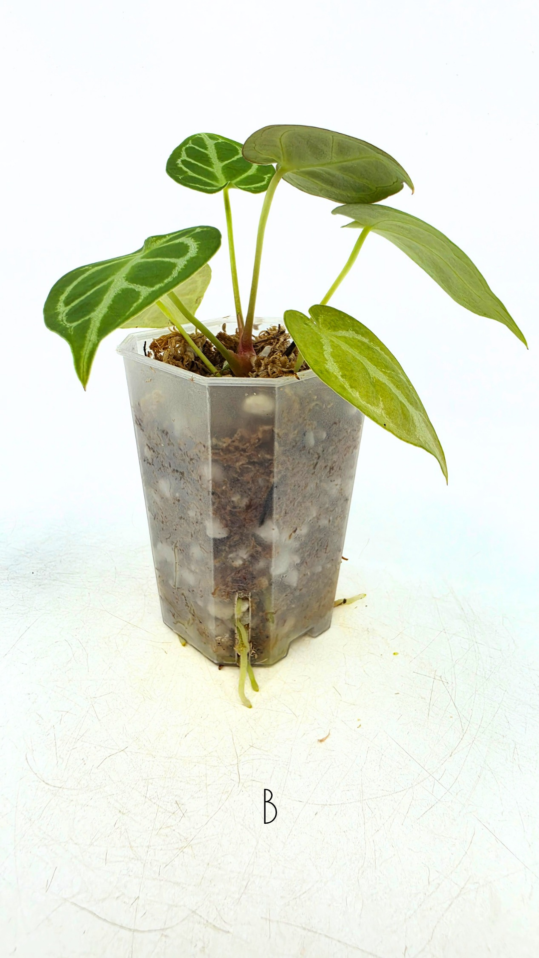 Rare anthurium hybrid Dark Forgetii cross with Anthurium Silver blush available for sale at rare plant shop The Leaf Gallery in Perth, Western Australia