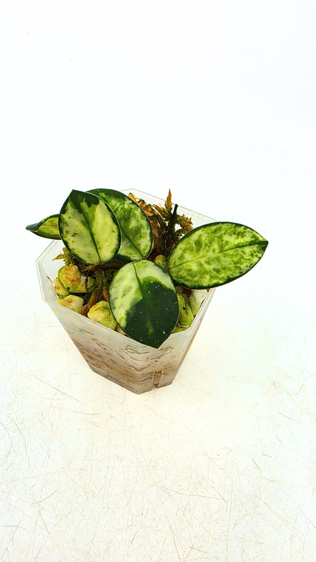 Rare waxplant Hoya Mathilde Variegated available for sale at rare indoor plant shop The Leaf Gallery in Perth, Western Australia