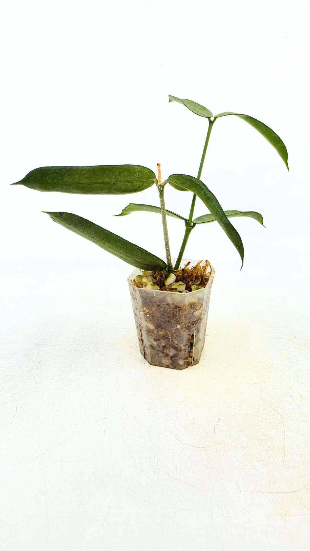 Rare waxplant Hoya Pandurata Silver available for sale at rare indoor plant shop The Leaf Gallery in Perth, Western Australia