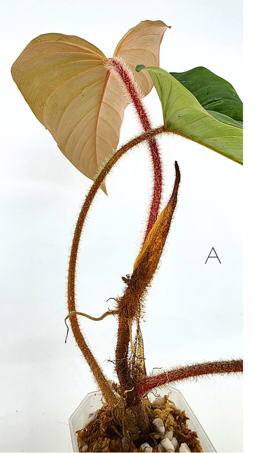 Rare indoor plant Philodendron Red Serpens available for sale at rare plant shop The Leaf Gallery in Perth, Western Australia
