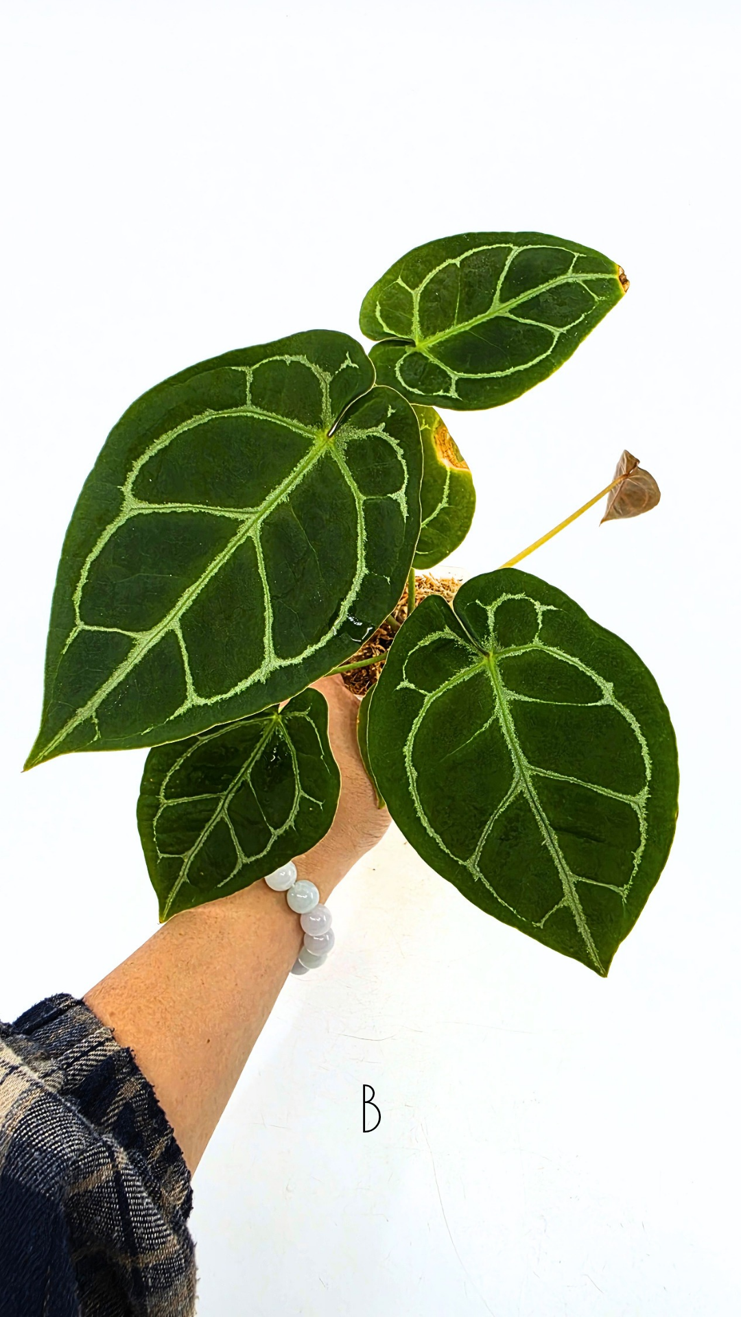 Rare anthurium hybrid Anthurium Dark Forgetii x Bessae Aff X Anthurium Michelle by The Leaf Gallery in Perth, Western Australia